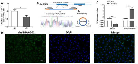 IJMS | Free Full-Text | circRNA-Mediated Inhibin–Activin Balance 