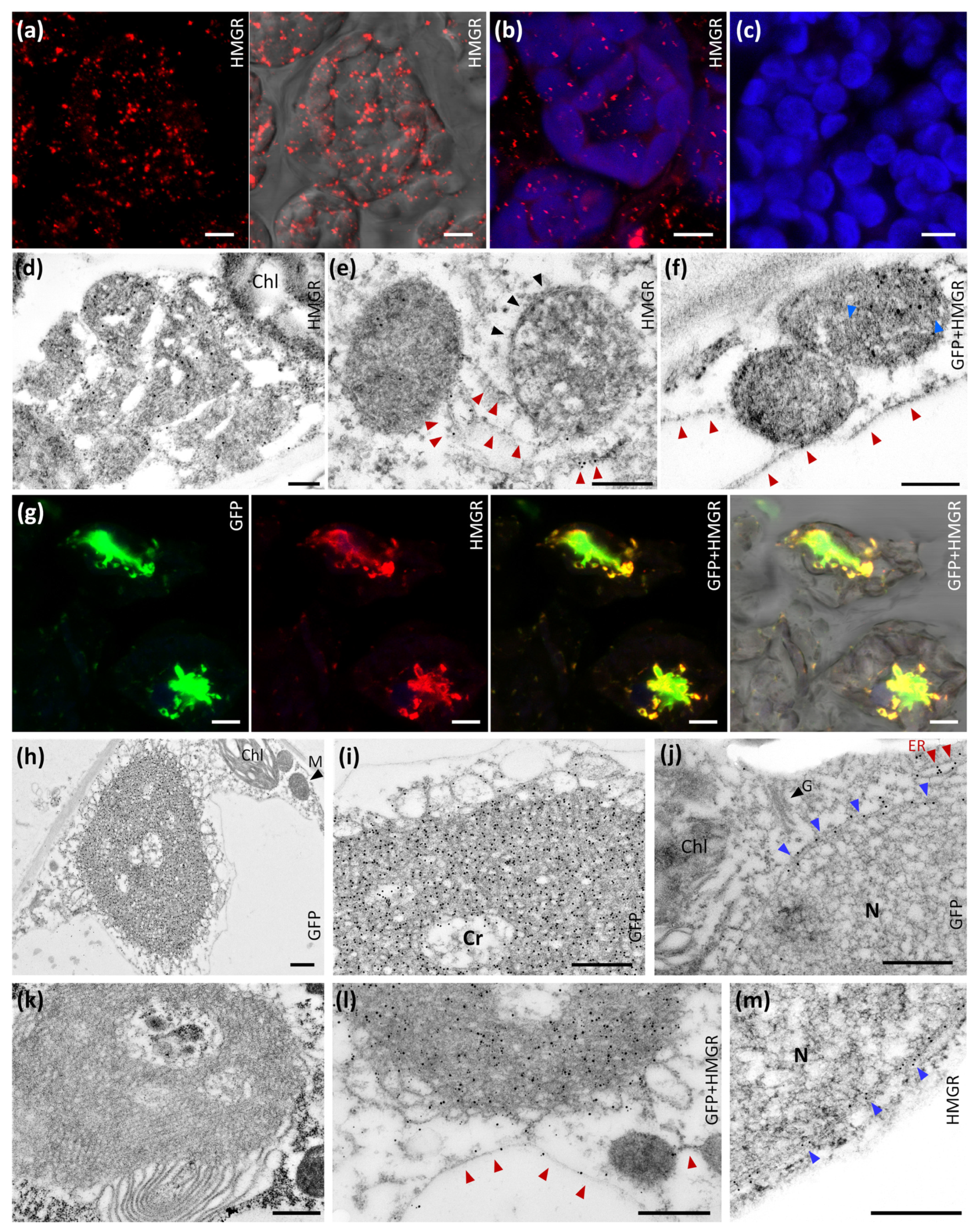 Ijms 22 09132 g001 Ijms 22 09132 g001