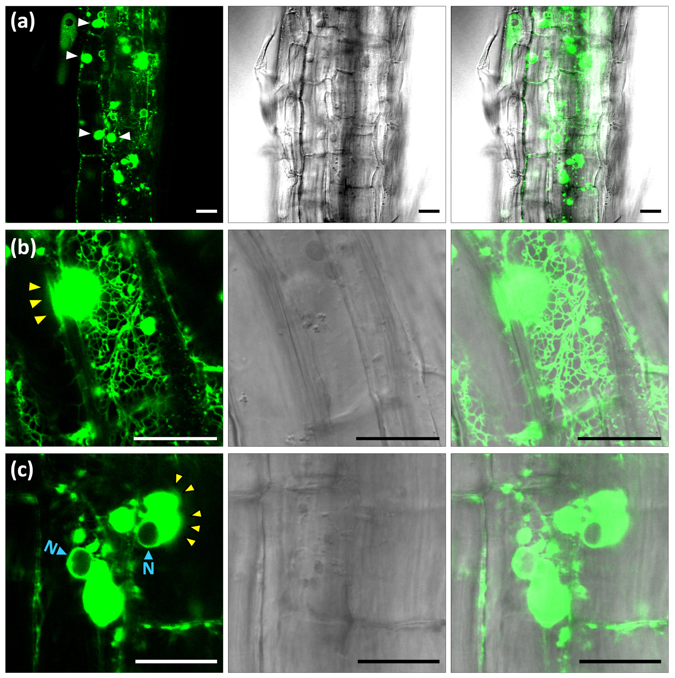 Ijms 22 09132 g003 Ijms 22 09132 g003