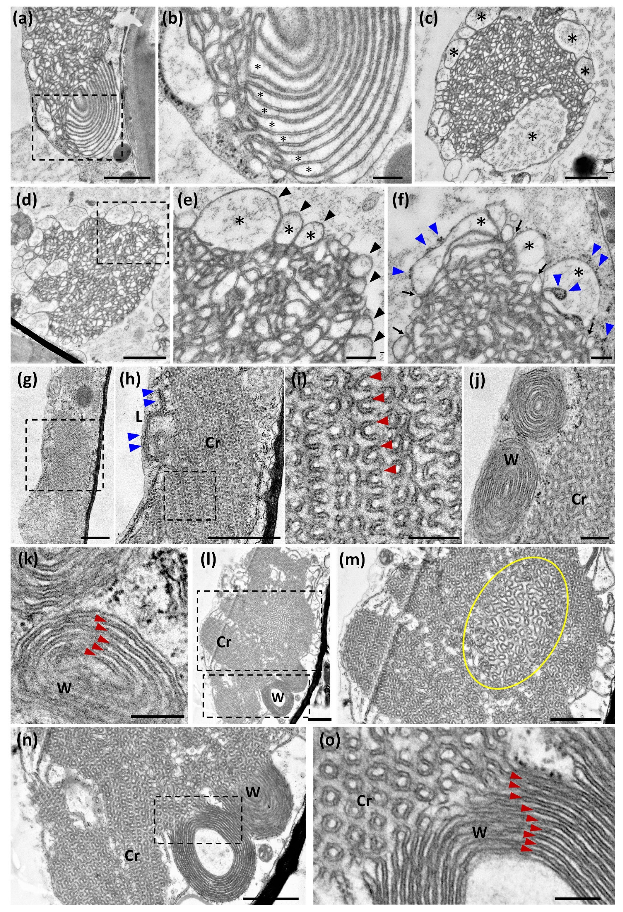 Ijms 22 09132 g004 Ijms 22 09132 g004