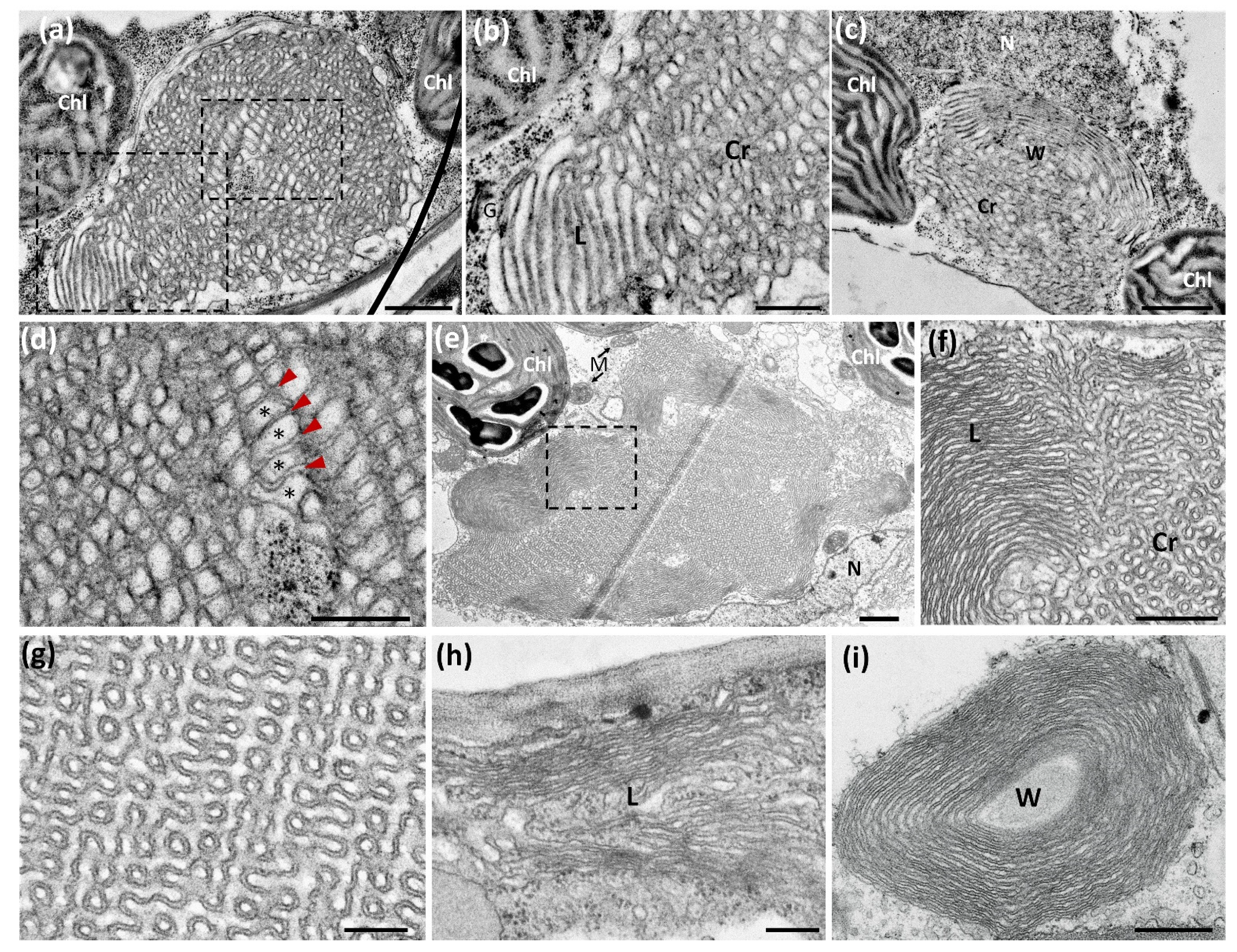 Ijms 22 09132 g005 Ijms 22 09132 g005