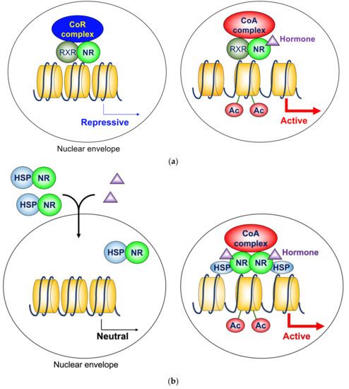 IJMS Free Full Text The Role of Histone Deacetylase 3 Complex