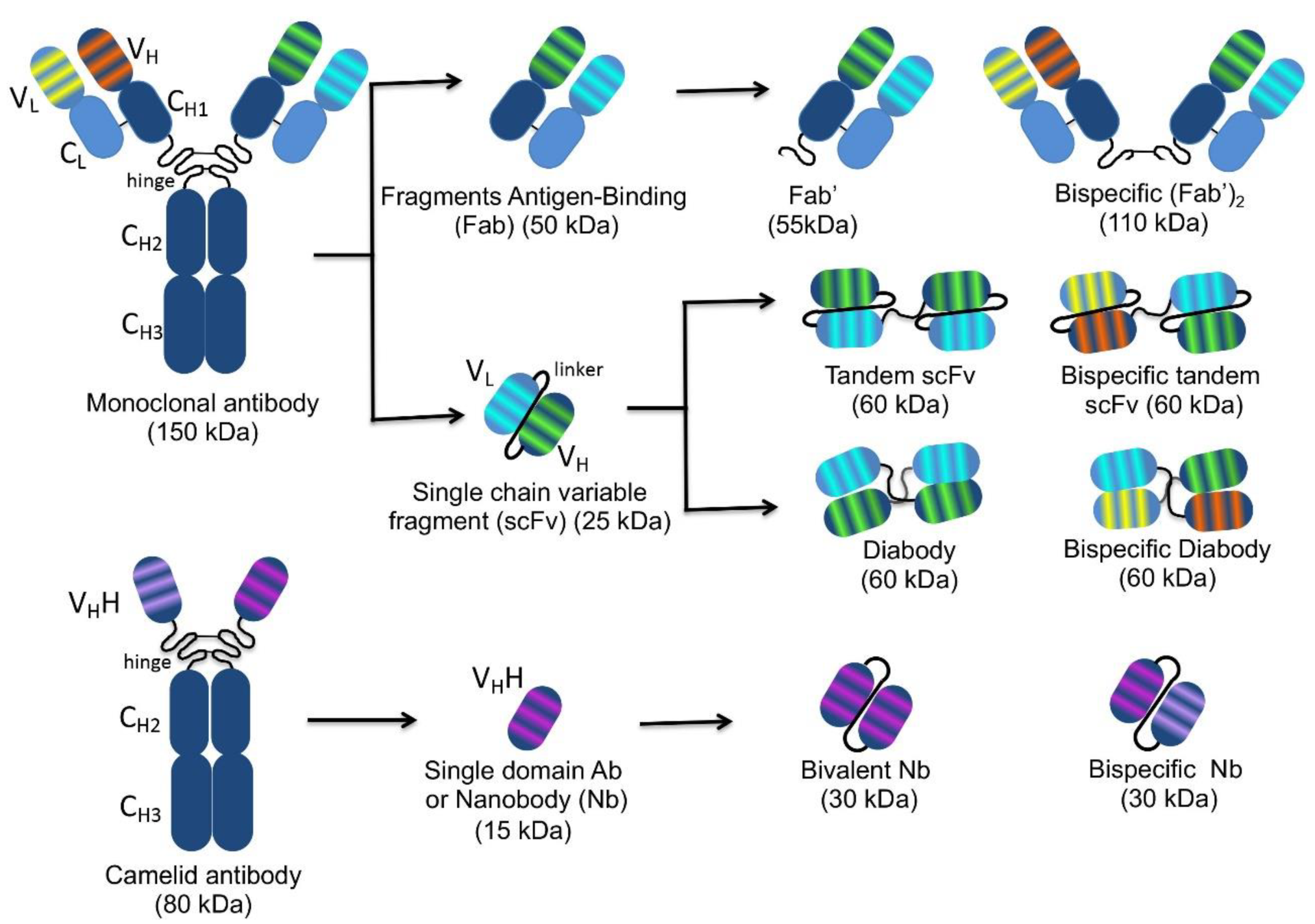 Ijms 22 09143 g001 Ijms 22 09143 g001