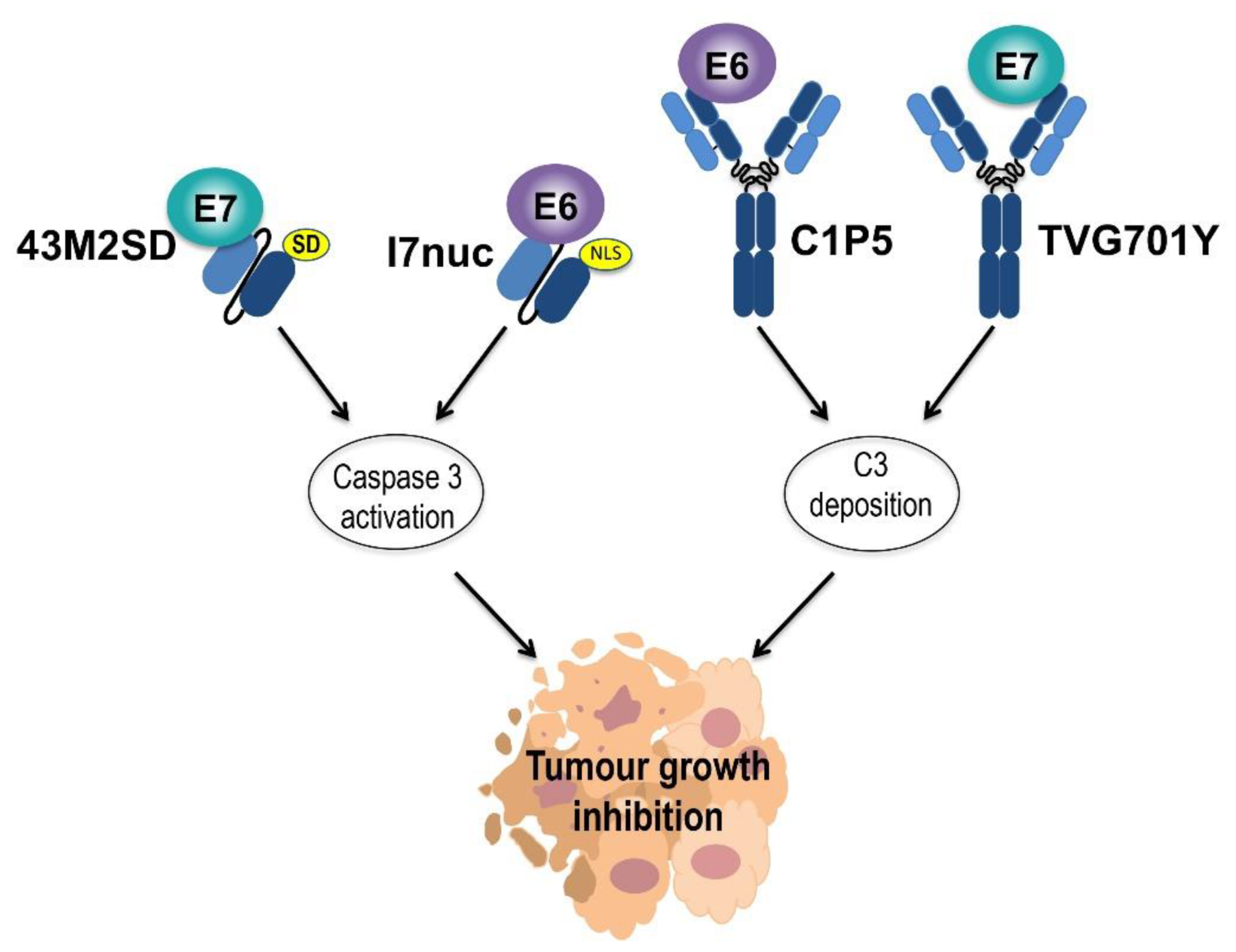 Ijms 22 09143 g004 Ijms 22 09143 g004