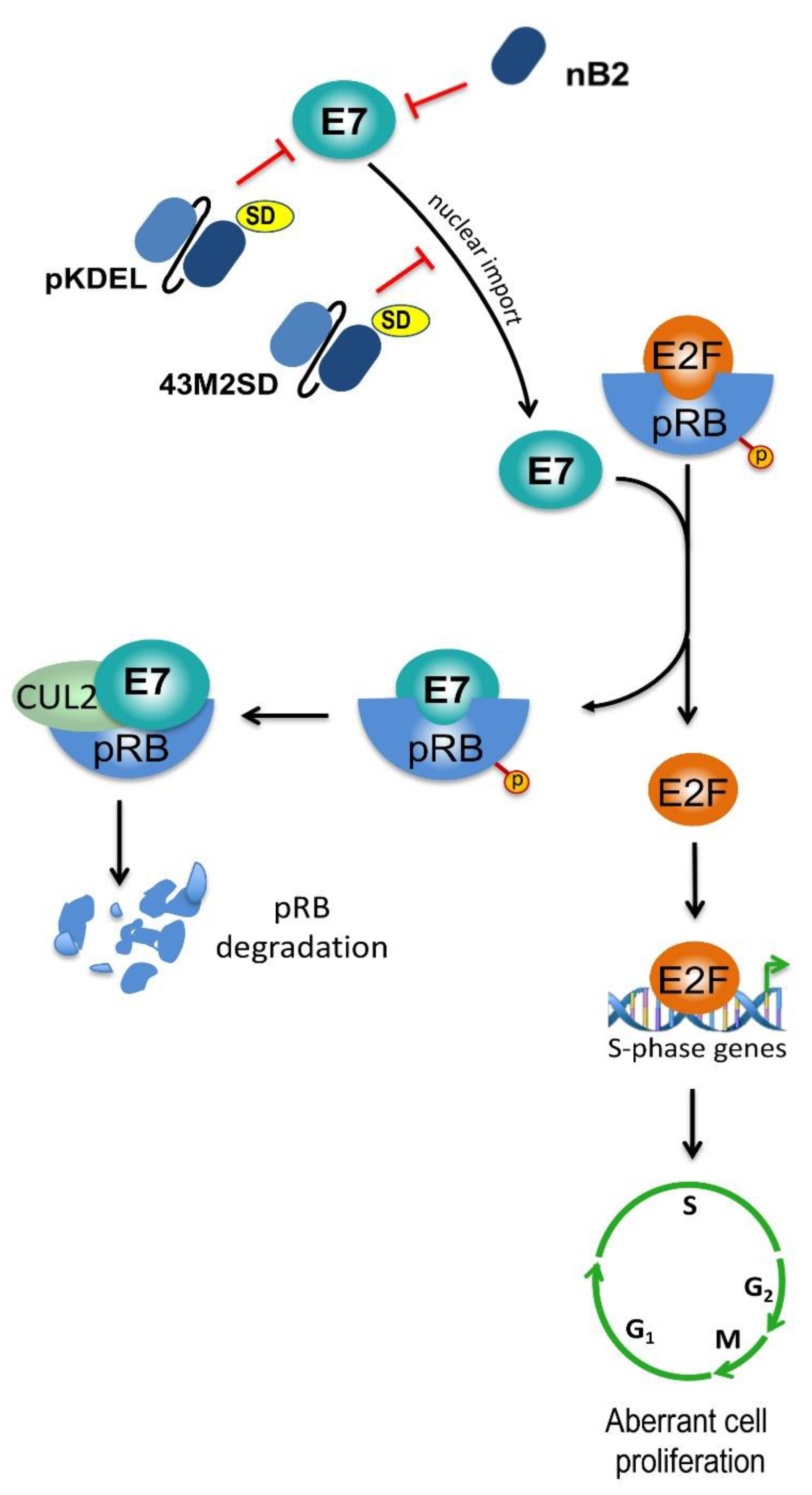 Ijms 22 09143 g005 Ijms 22 09143 g005