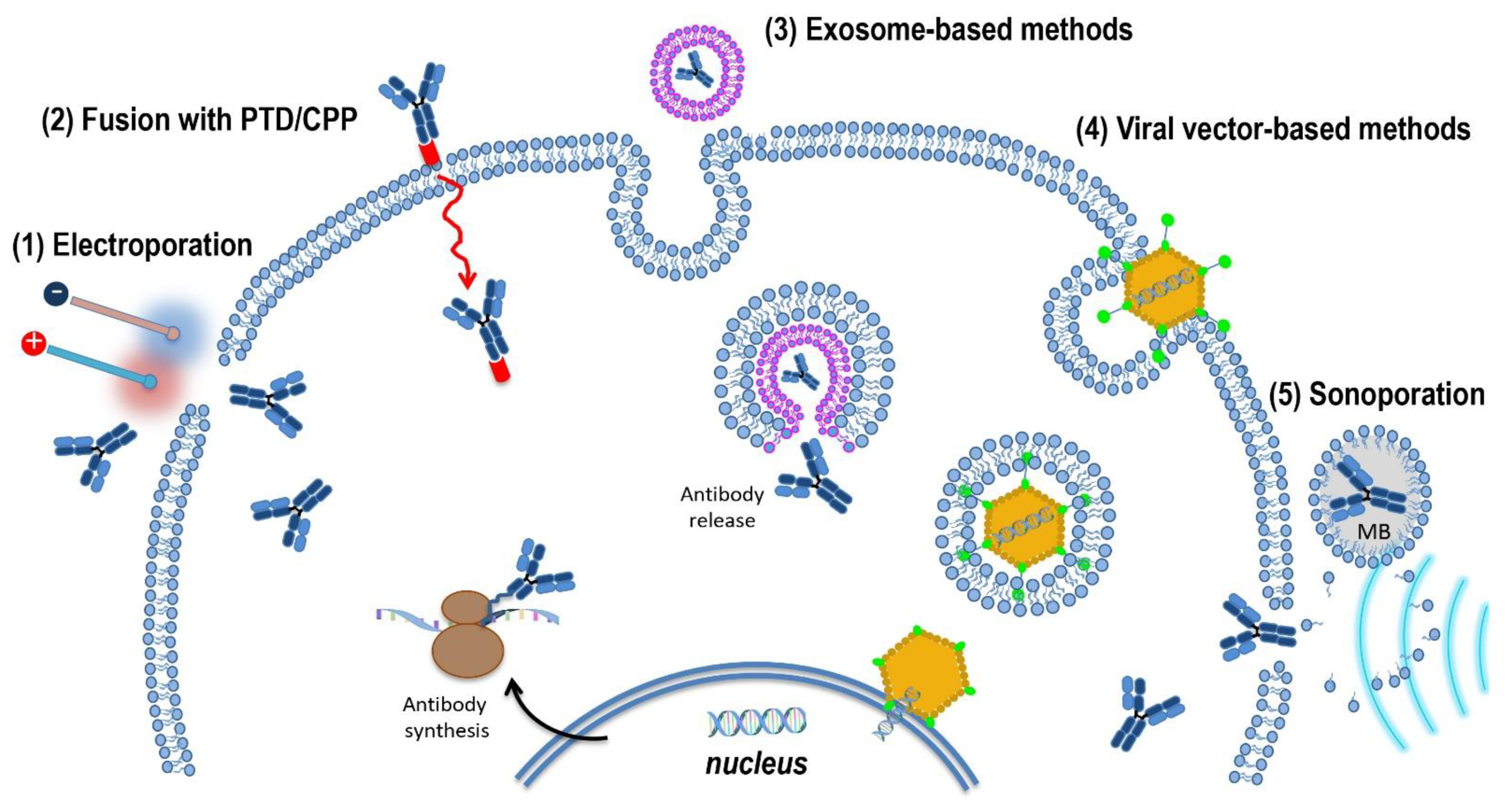 Ijms 22 09143 g007 Ijms 22 09143 g007