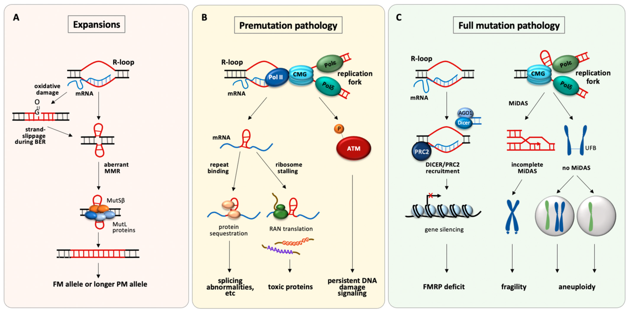 Ijms 22 09167 g002 Ijms 22 09167 g002