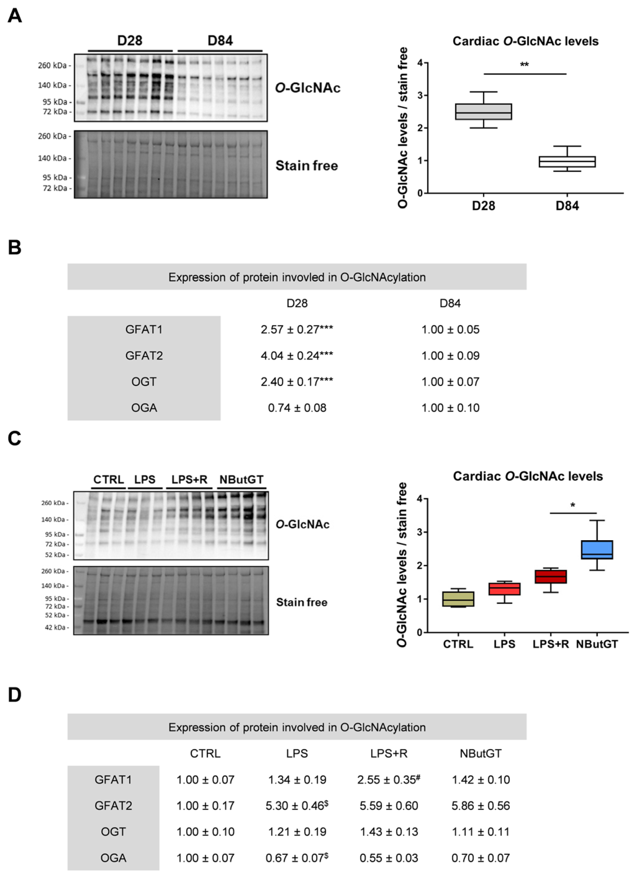 IJMS | Free Full-Text | An O-GlcNAcylomic Approach Reveals ACLY as a  Potential Target in Sepsis in the Young Rat