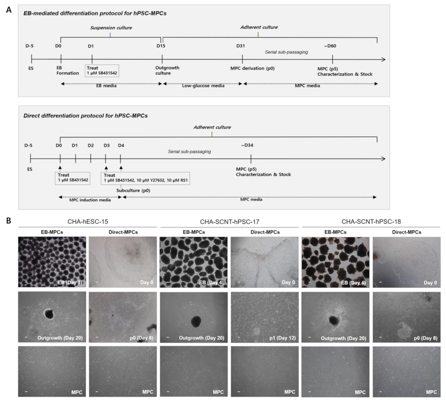 IJMS Free Full Text Rapid Production and Genetic Stability of