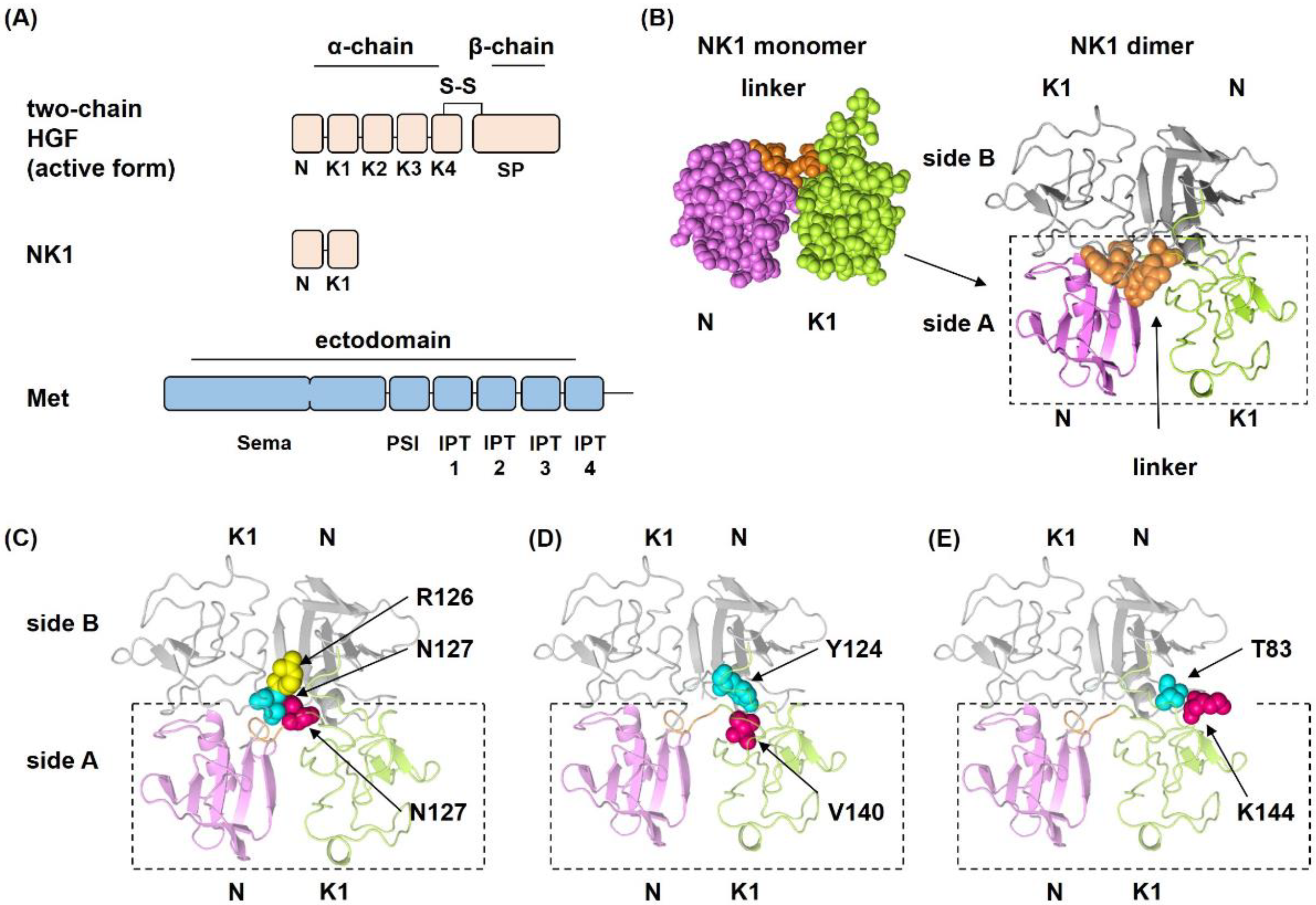 Structural basis of the activation of c-MET receptor