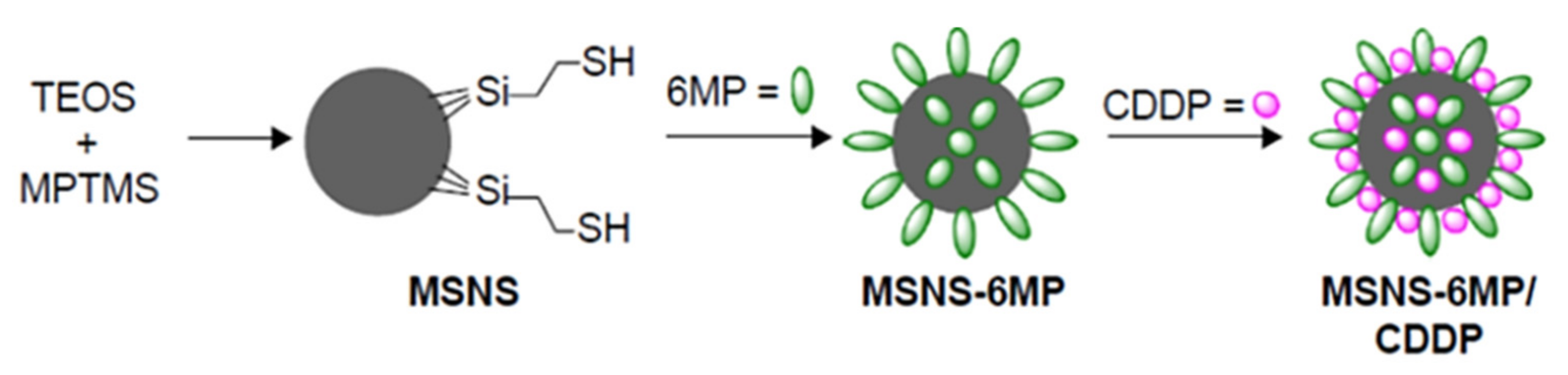 Ijms 22 09264 g020