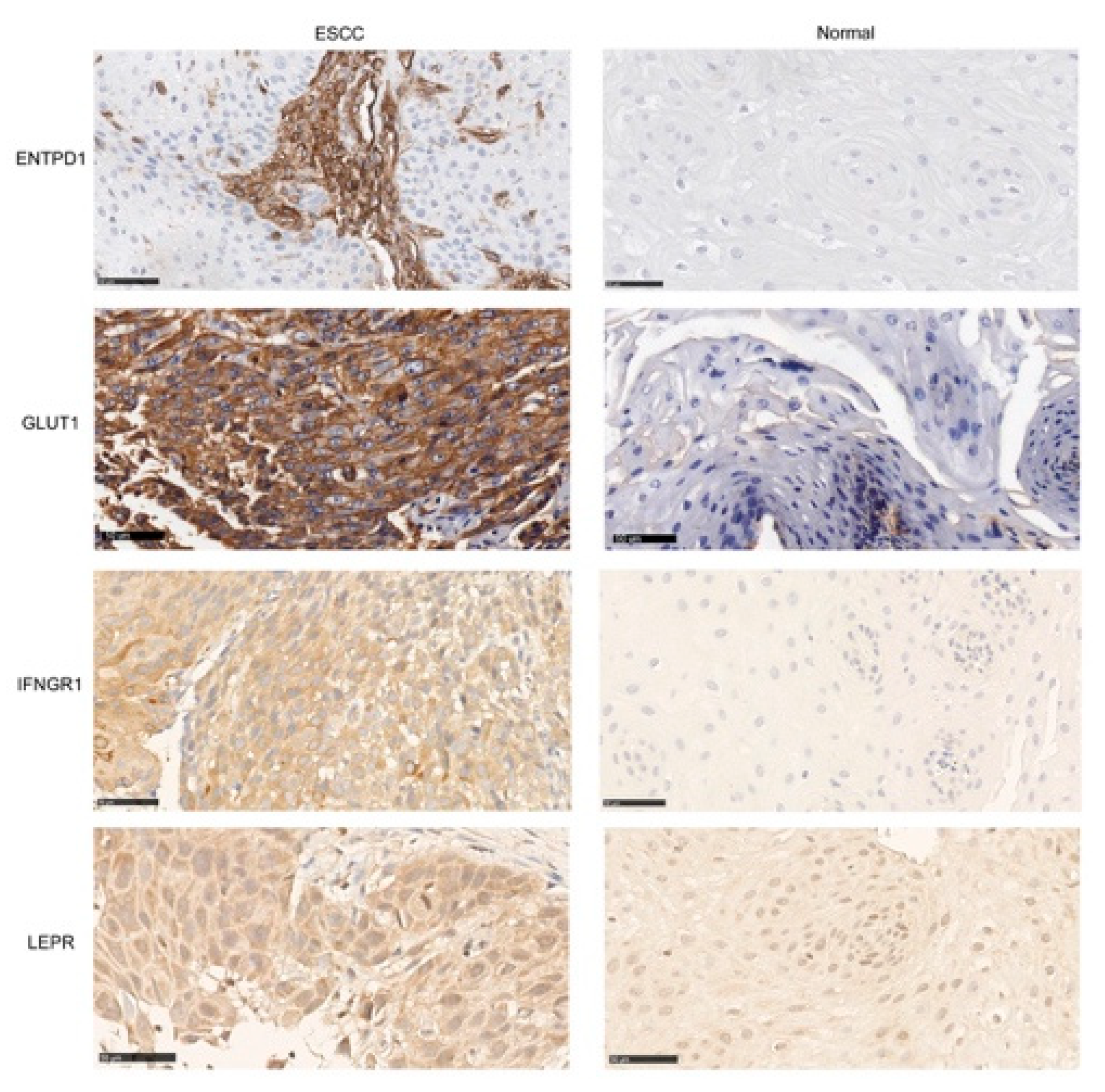 Ijms 22 09270 g002 Ijms 22 09270 g002