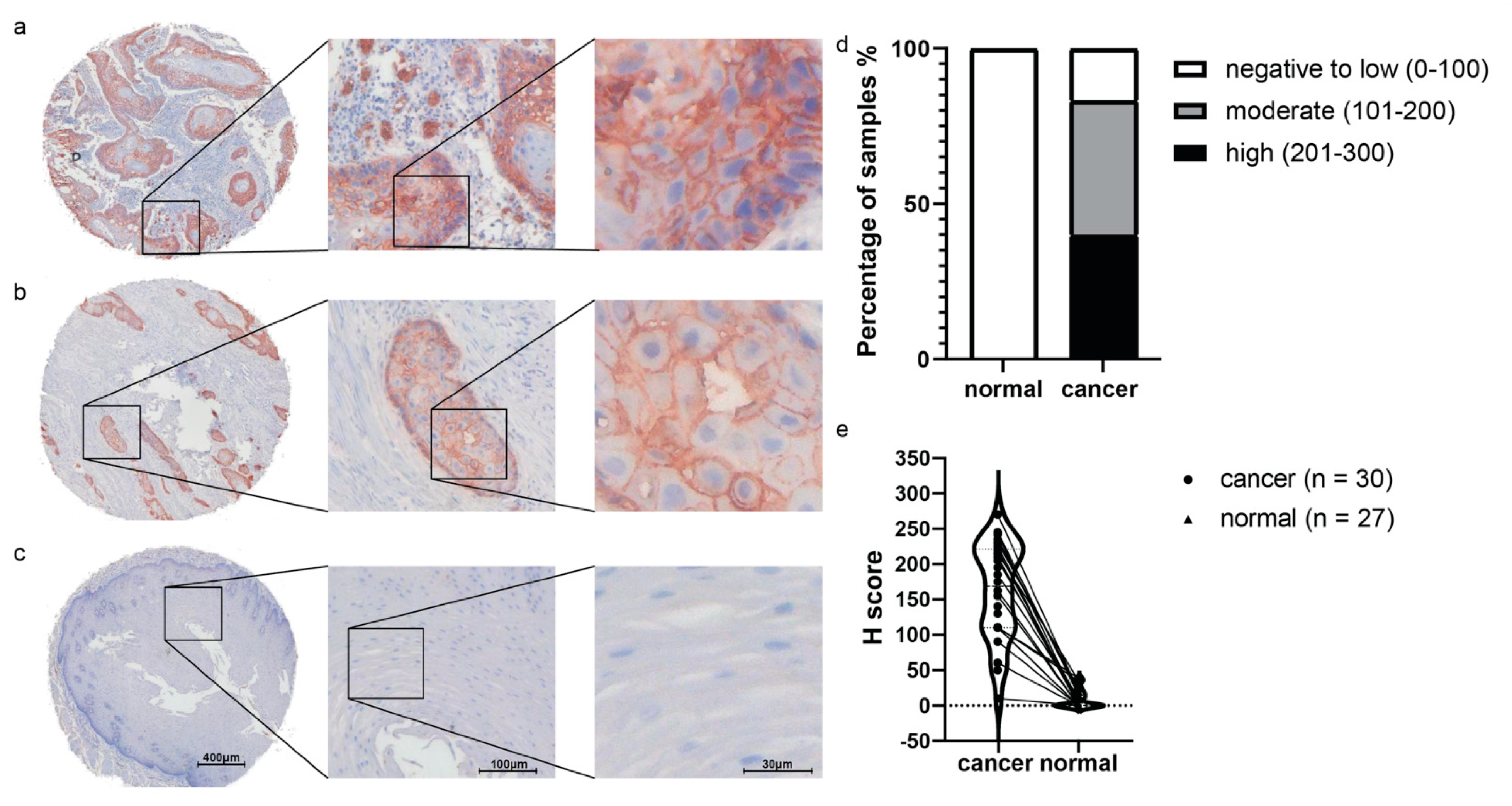 Ijms 22 09270 g003 Ijms 22 09270 g003