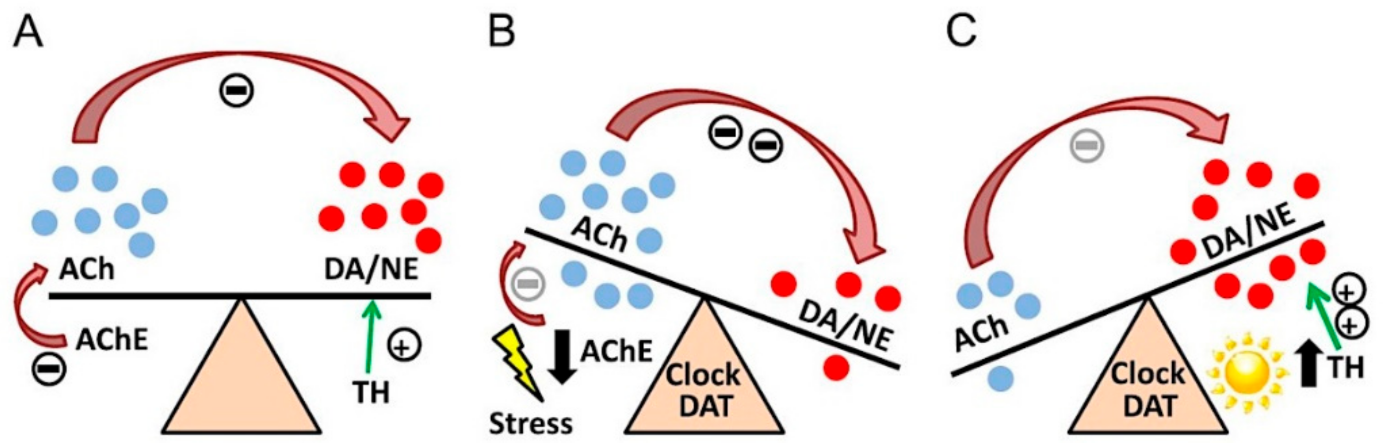 Ijms Free Full Text Acetylcholinesterase Inhibitors In The Treatment Of Neurodegenerative Diseases And The Role Of Acetylcholinesterase In Their Pathogenesis Html