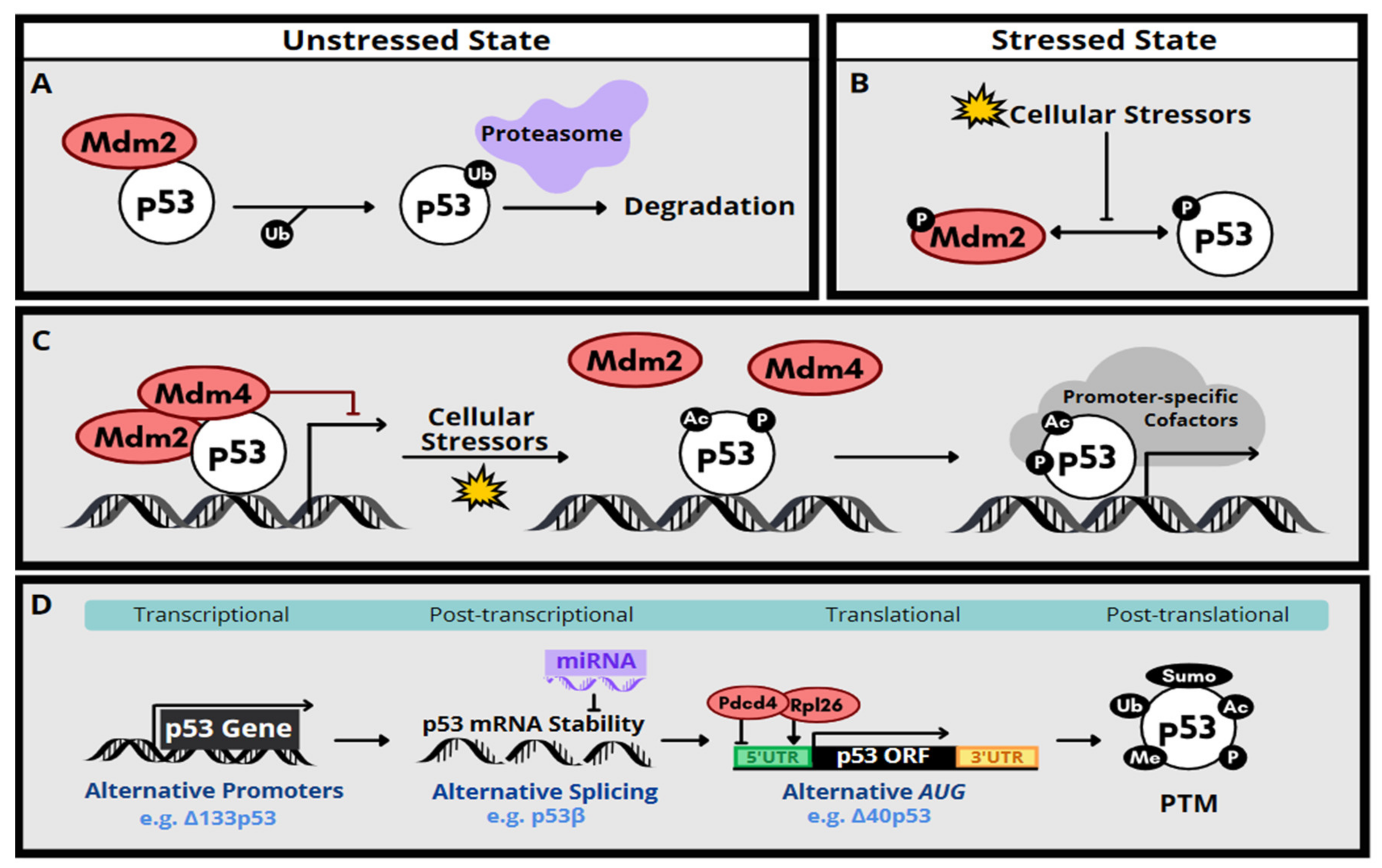 IJMS | Free Full-Text | p53 Activation in Genetic Disorders: Different  Routes to the Same Destination