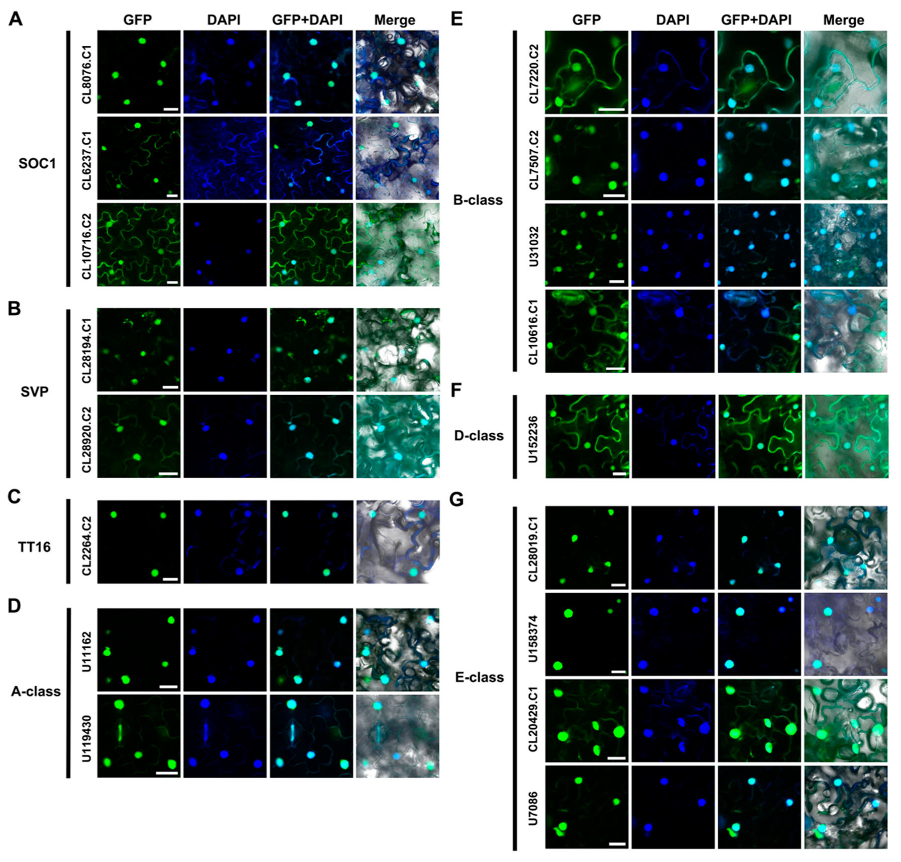 Ijms 22 09362 g005 Ijms 22 09362 g005