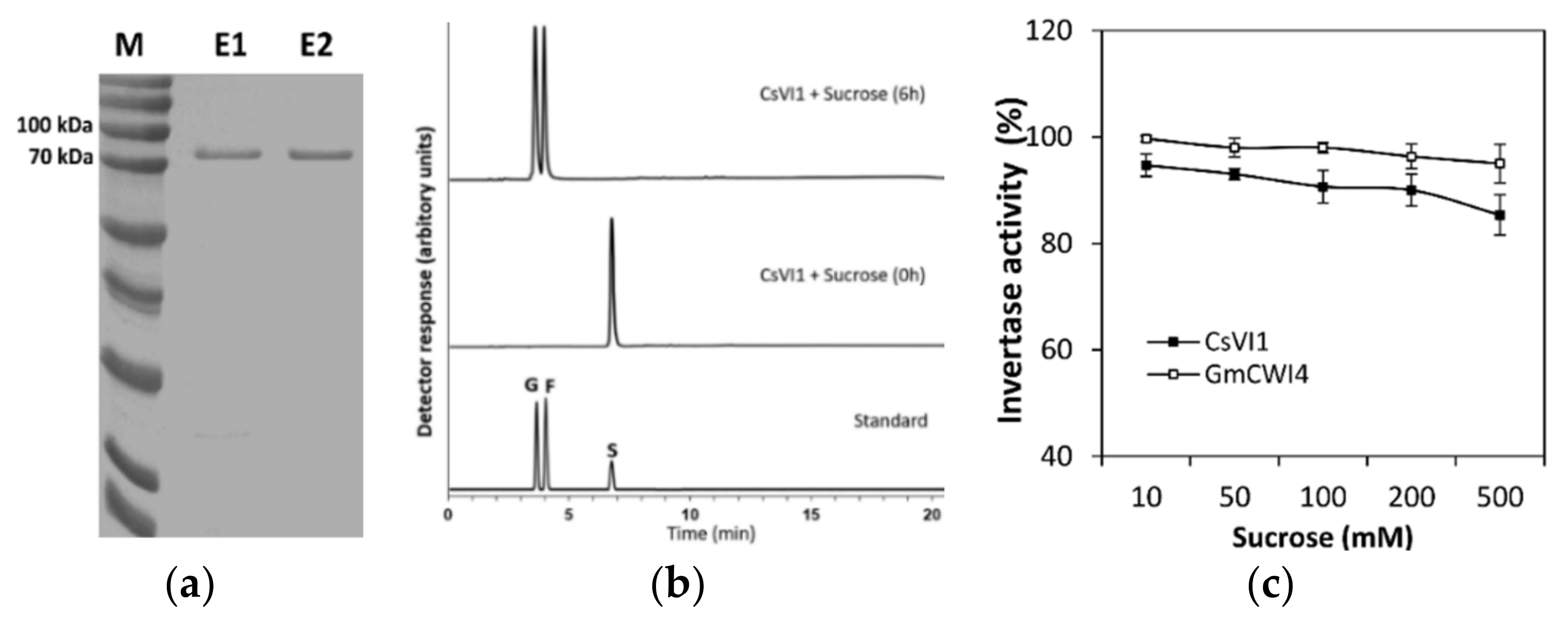 Ijms 22 09365 g008 Ijms 22 09365 g008