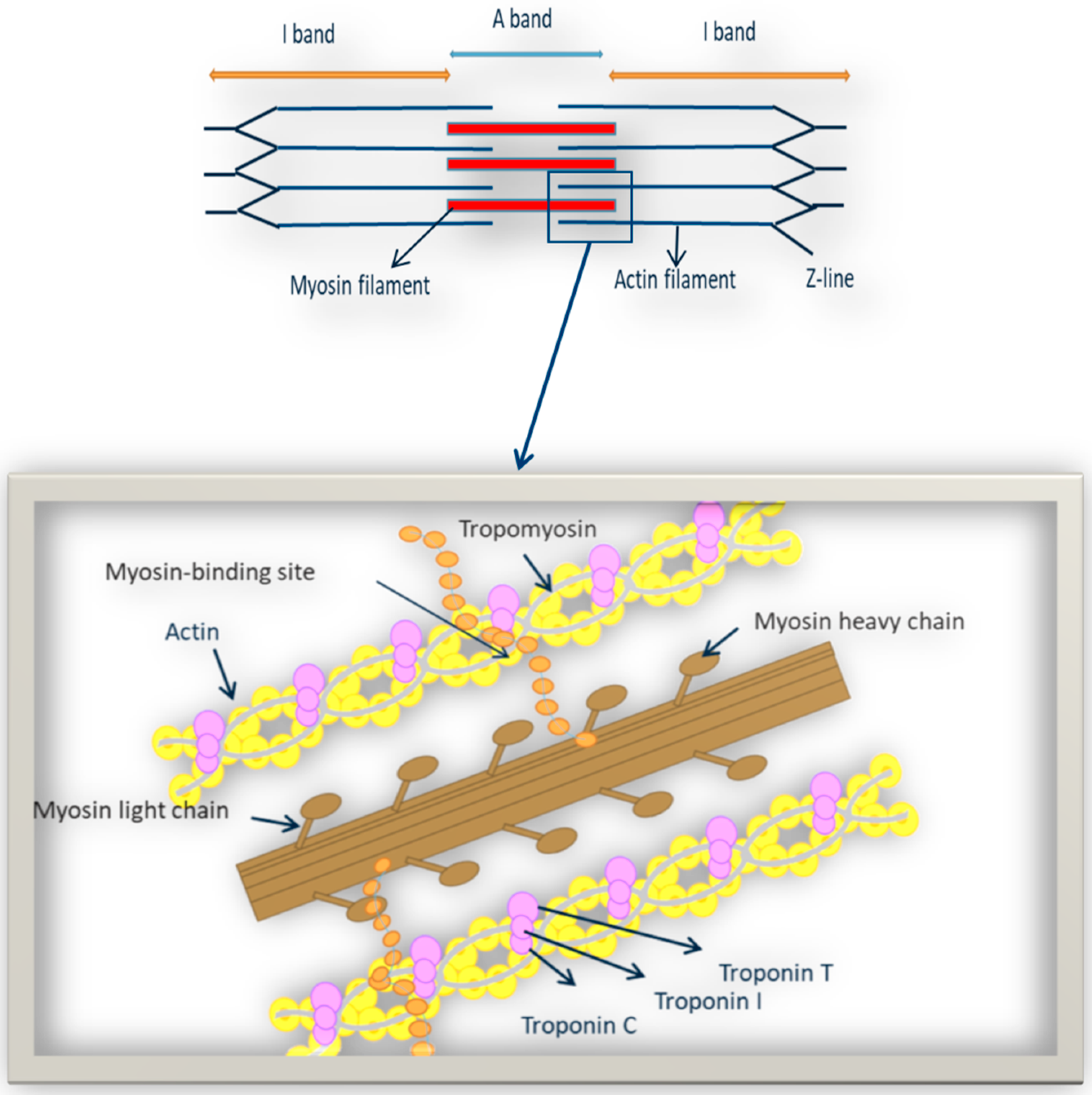 Ijms 22 09378 g002 Ijms 22 09378 g002