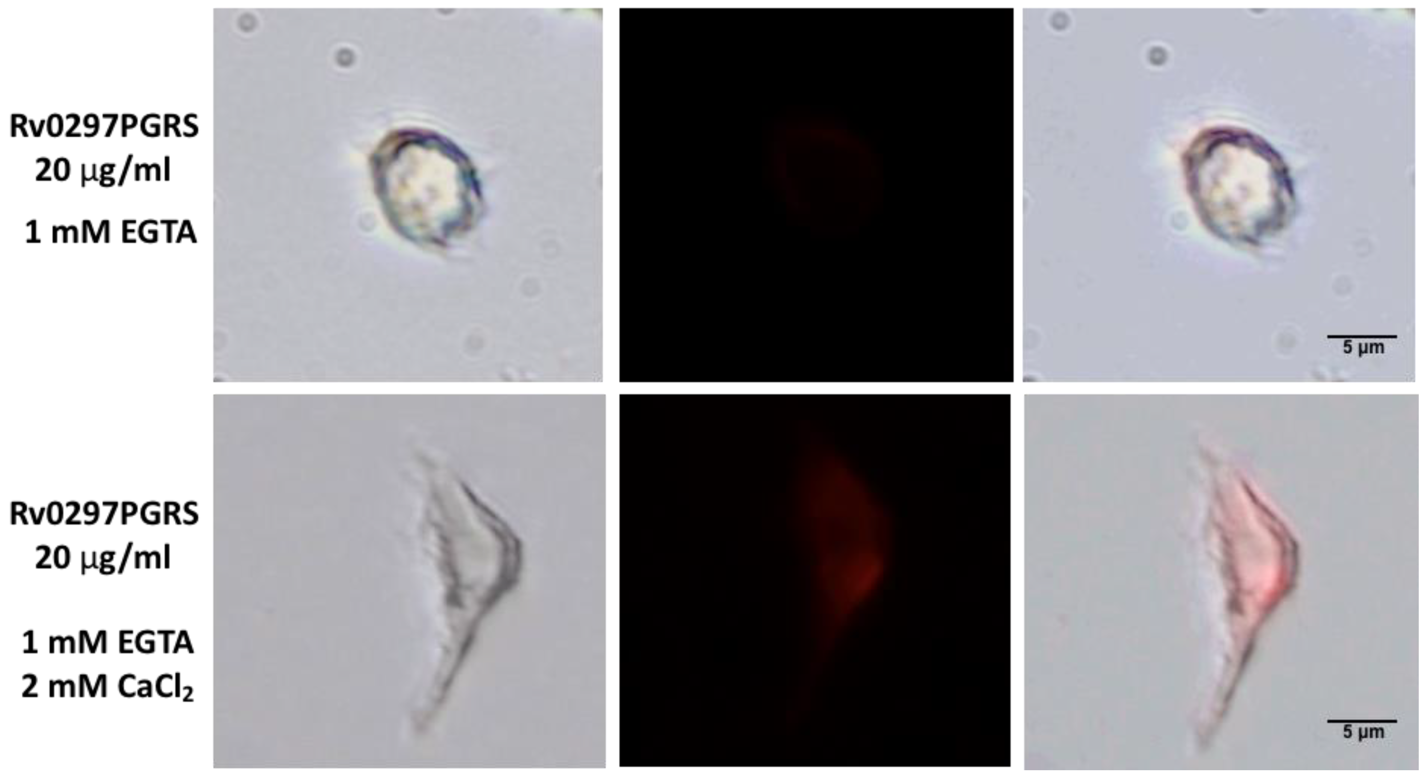 Ijms 22 09390 g005b Ijms 22 09390 g005b