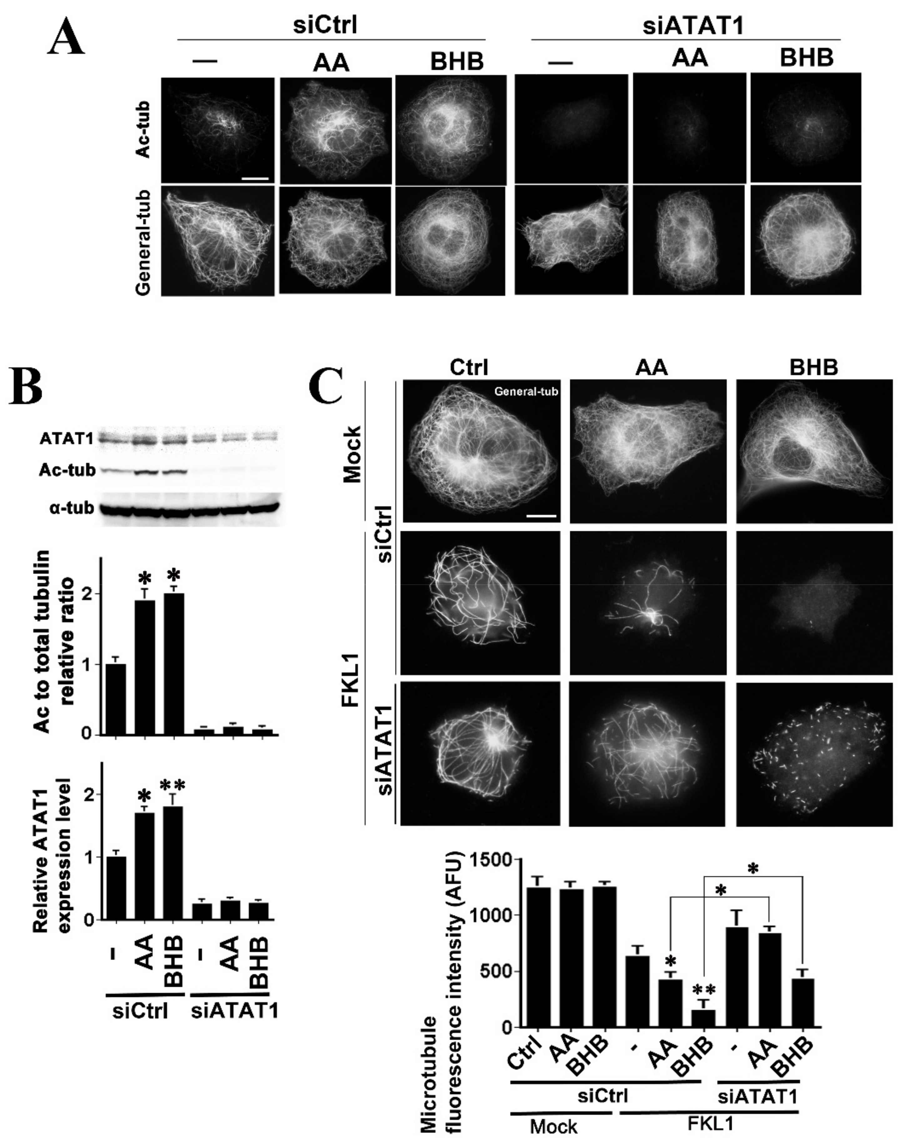 Ijms 22 09397 g003 Ijms 22 09397 g003