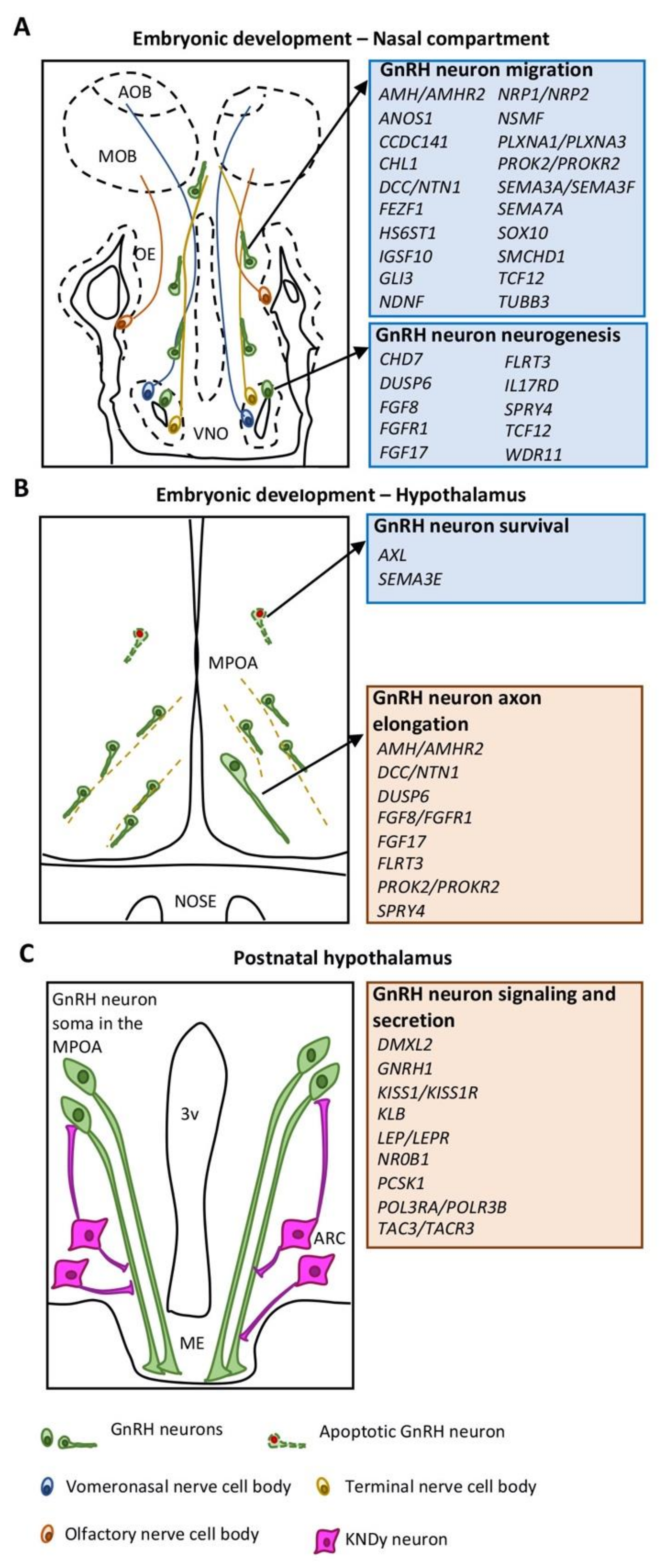 IJMS | Free Full-Text | The Differential Roles for Neurodevelopmental and  Neuroendocrine Genes in Shaping GnRH Neuron Physiology and Deficiency | HTML