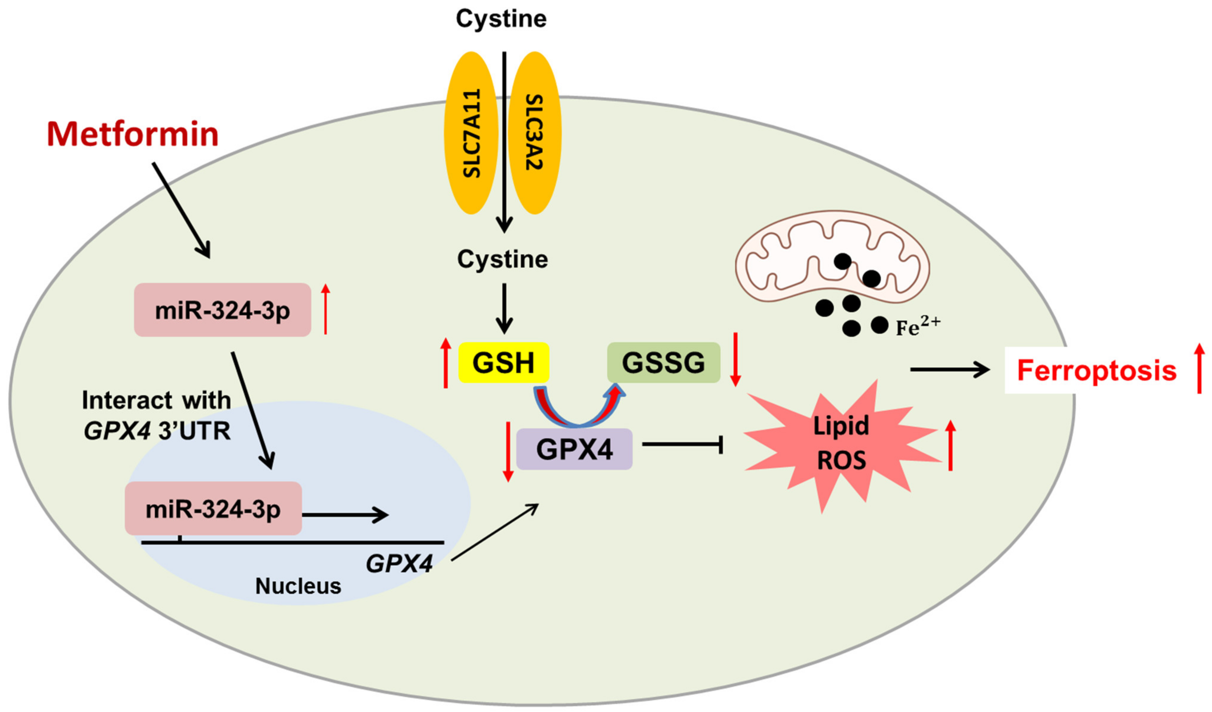 IJMS | Free Full-Text | New Insight into the Effects of Metformin on ...