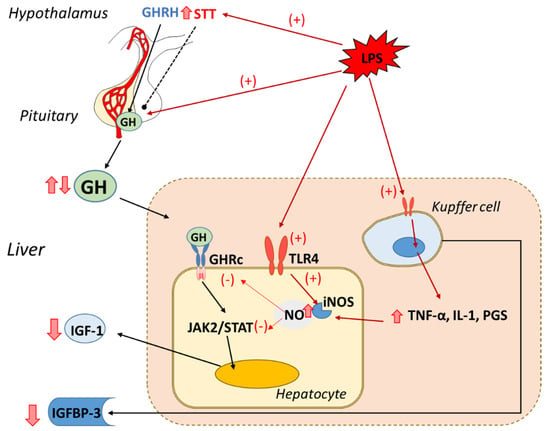 IJMS | Free Full-Text | IGF-1 and IGFBP-3 in Inflammatory Cachexia