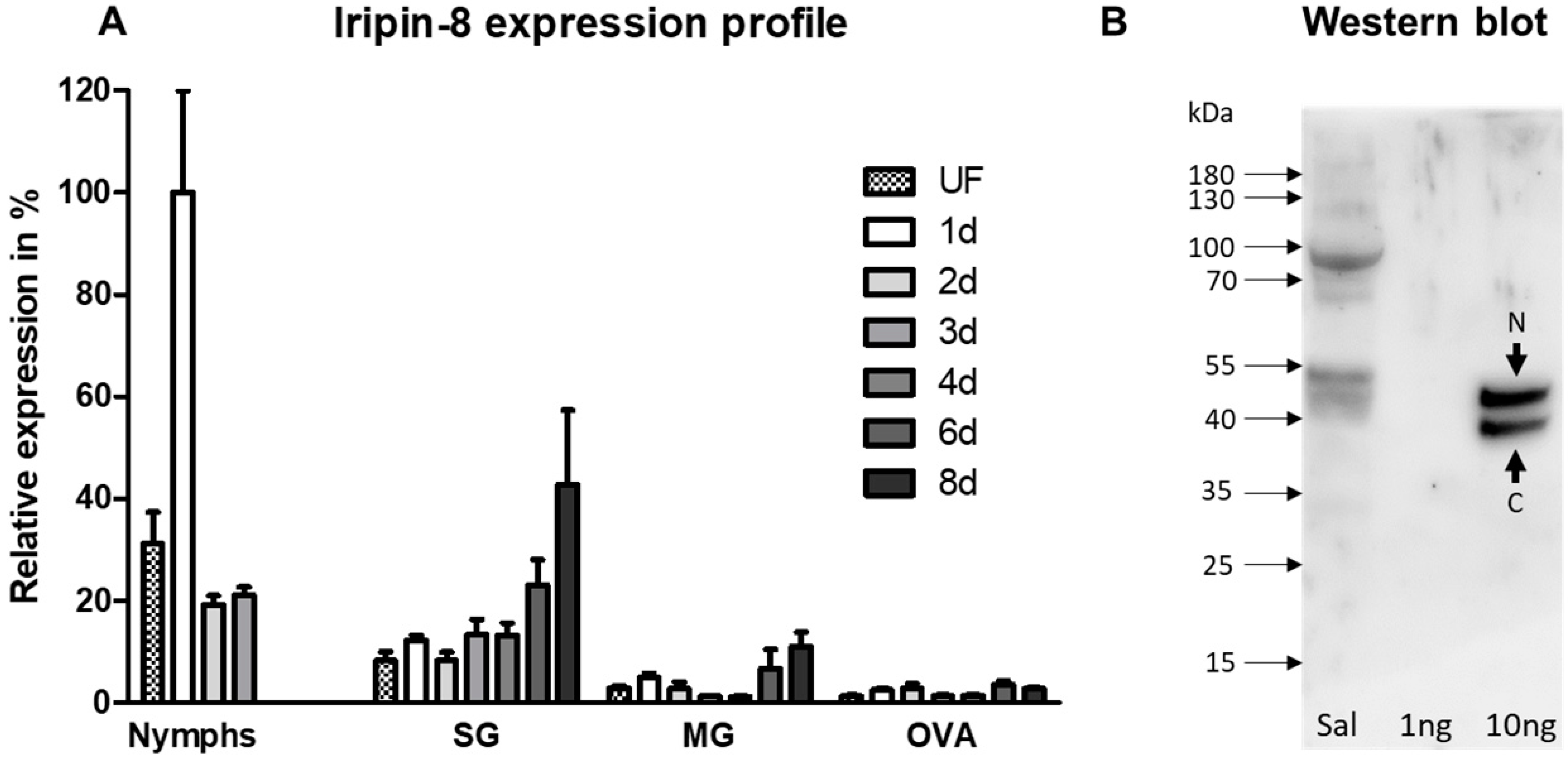 IJMS | Free Full-Text | Ixodes ricinus Salivary Serpin Iripin-8 Inhibits  the Intrinsic Pathway of Coagulation and Complement
