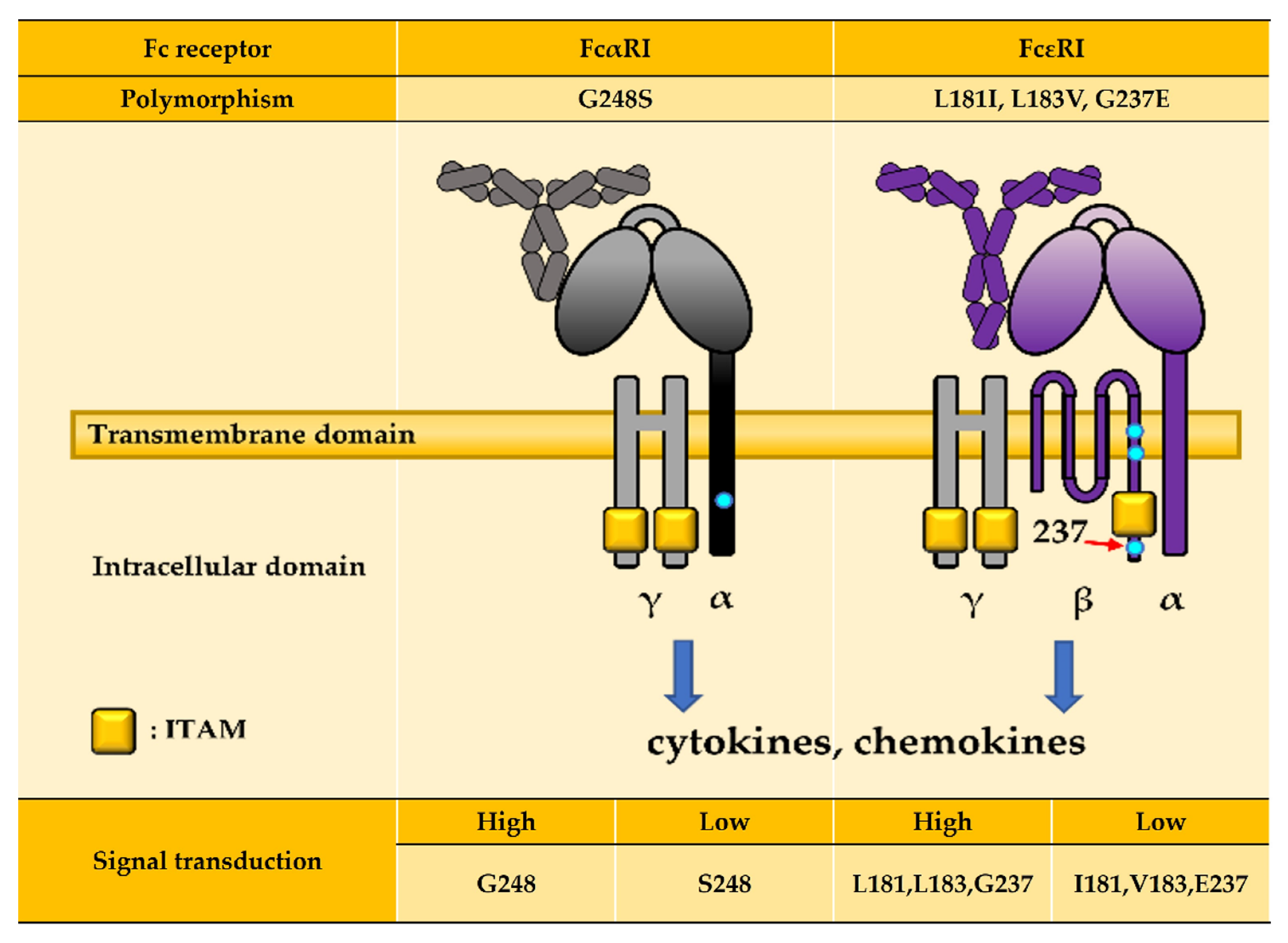 Fc receptor (FcR)-mediated signaling for phagocytosis. Engagement