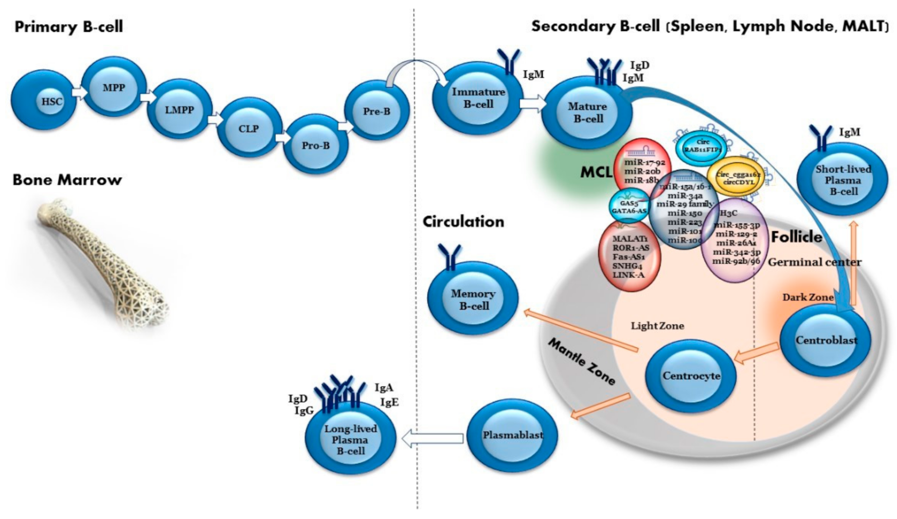 Ijms 22 09490 g002 Ijms 22 09490 g002