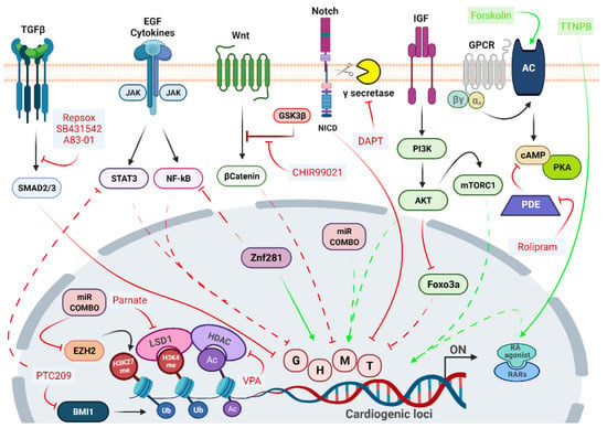 IJMS | Free Full-Text | Advanced Technologies to Target Cardiac Cell ...