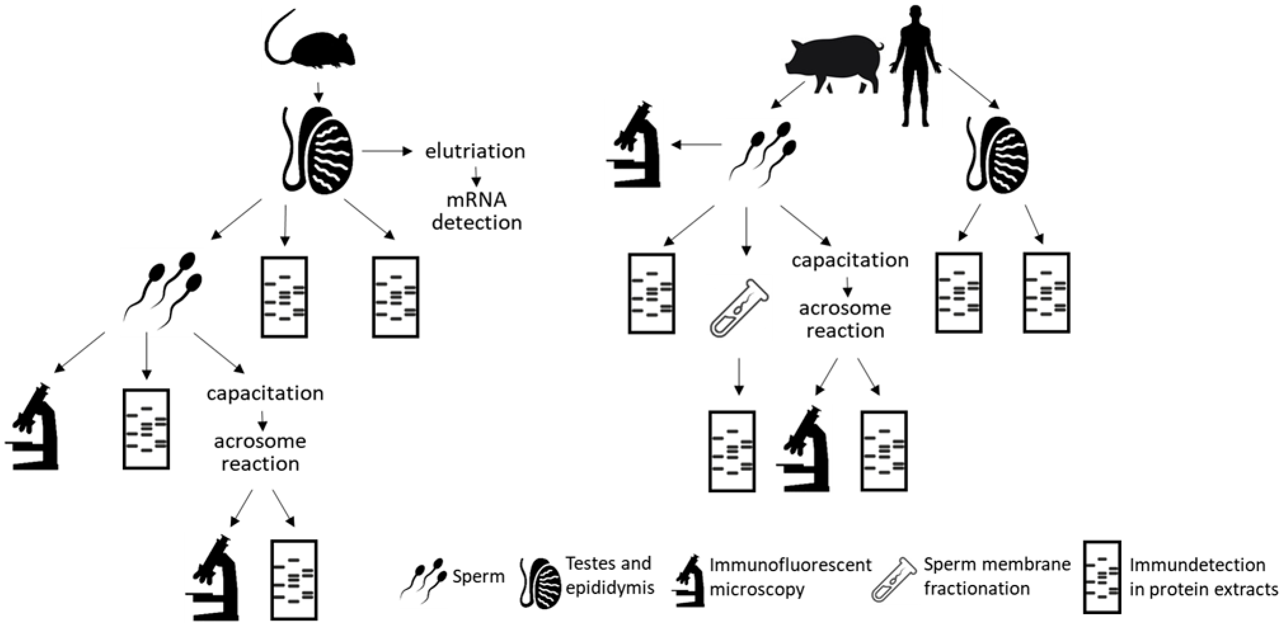 Ijms 22 09525 g001 Ijms 22 09525 g001