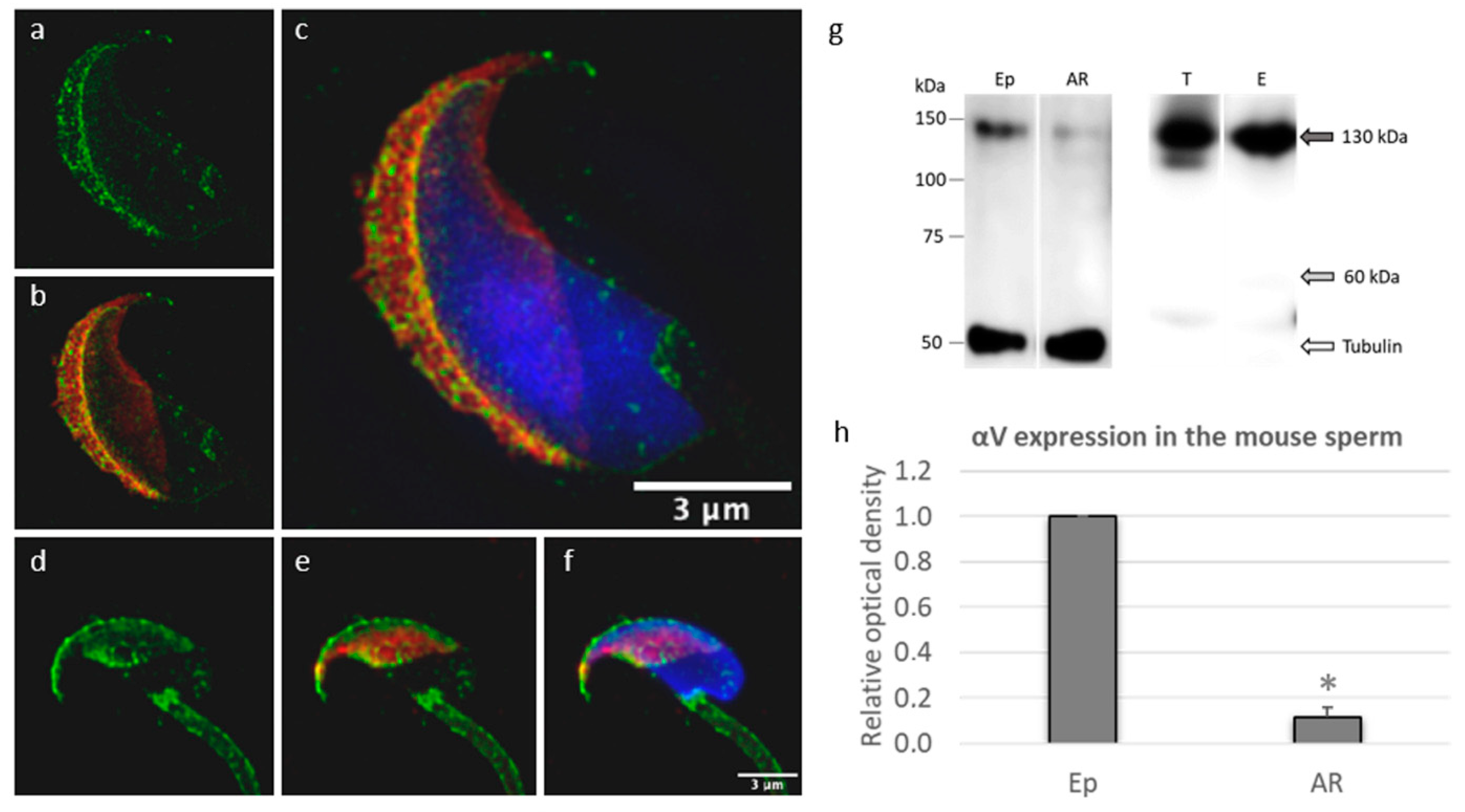 Ijms 22 09525 g003 Ijms 22 09525 g003