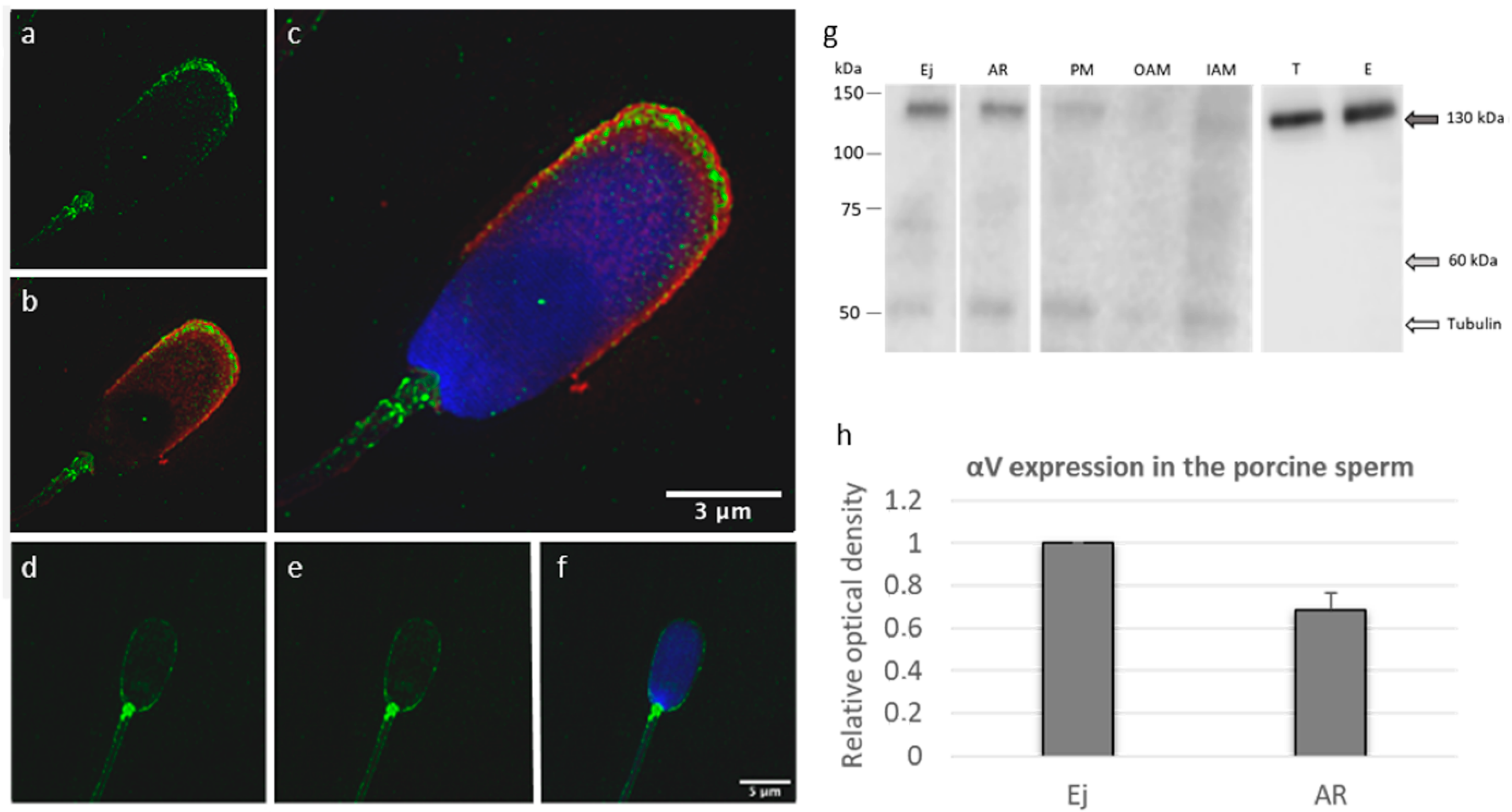 Ijms 22 09525 g004 Ijms 22 09525 g004