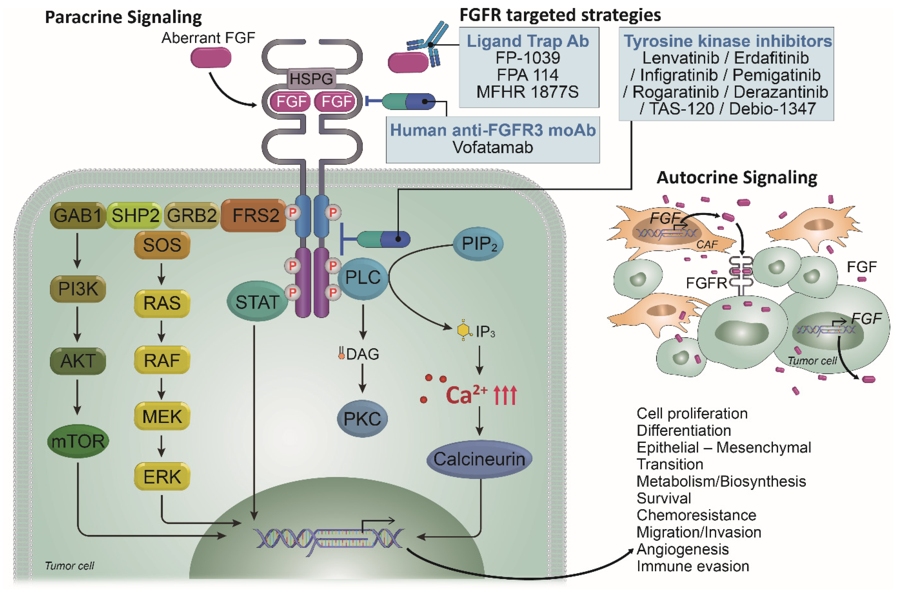 Ijms 22 09526 g002 Ijms 22 09526 g002