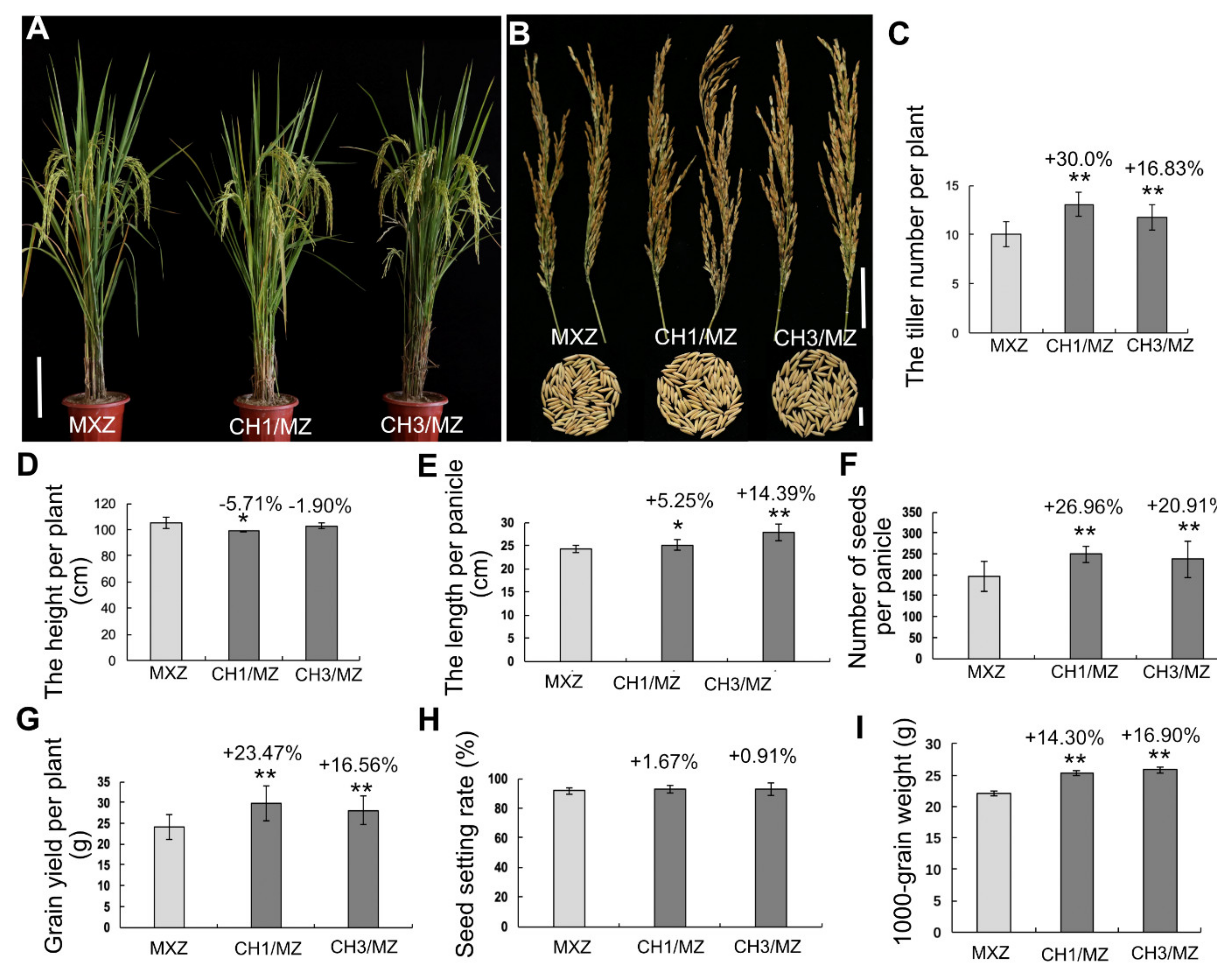 IJMS | Free Full-Text | Improving the Rice Photosynthetic