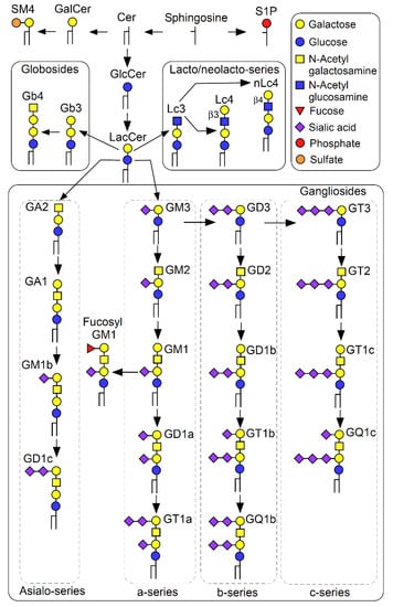 https://www.mdpi.com/ijms/ijms-22-09565/article_deploy/html/images/ijms-22-09565-g001-550.jpg