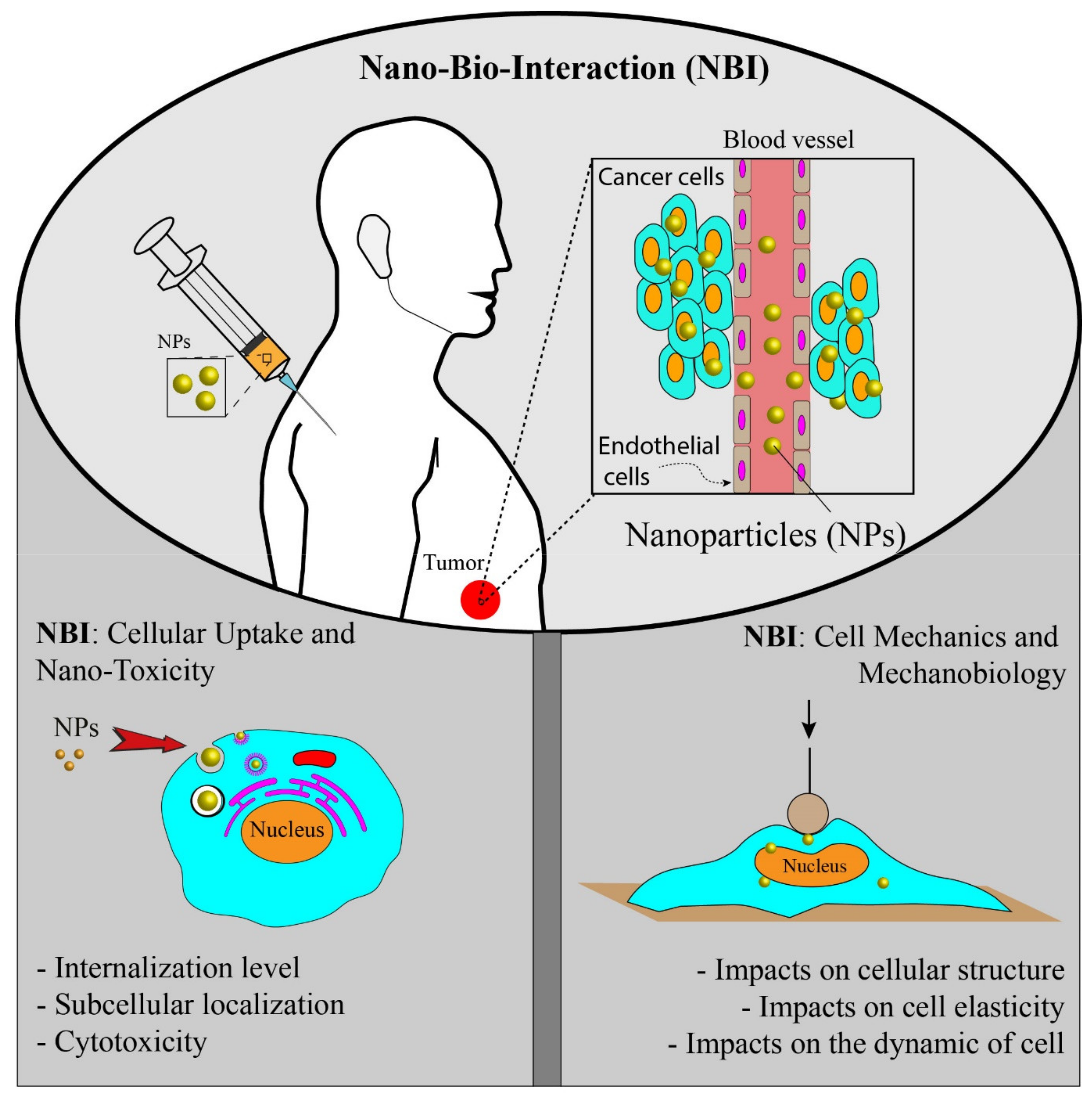 IJMS | Free Full-Text | Cancer-Nano-Interaction: From Cellular Uptake to  Mechanobiological Responses