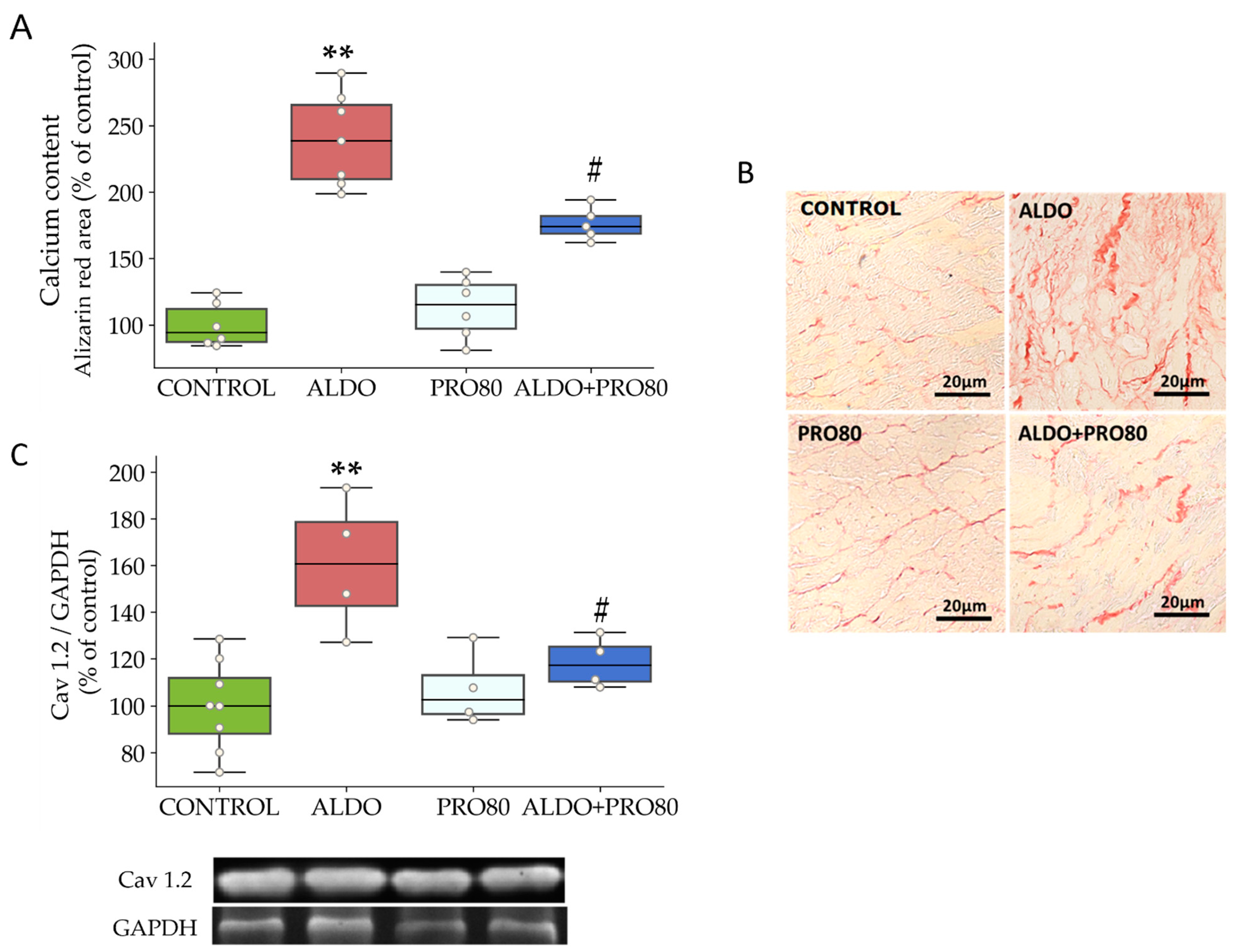 Ijms 22 09602 g001 Ijms 22 09602 g001