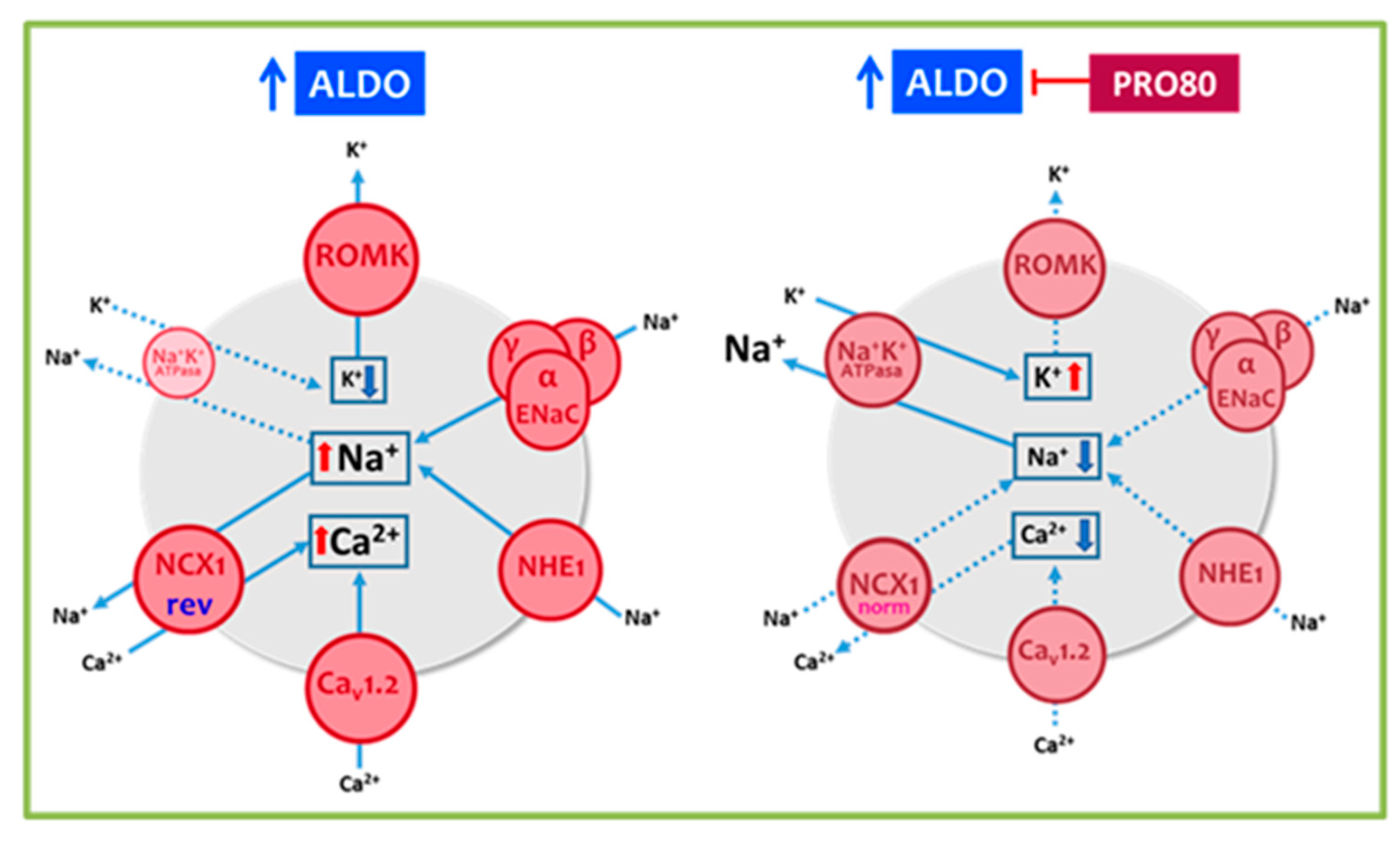 Ijms 22 09602 g006 Ijms 22 09602 g006