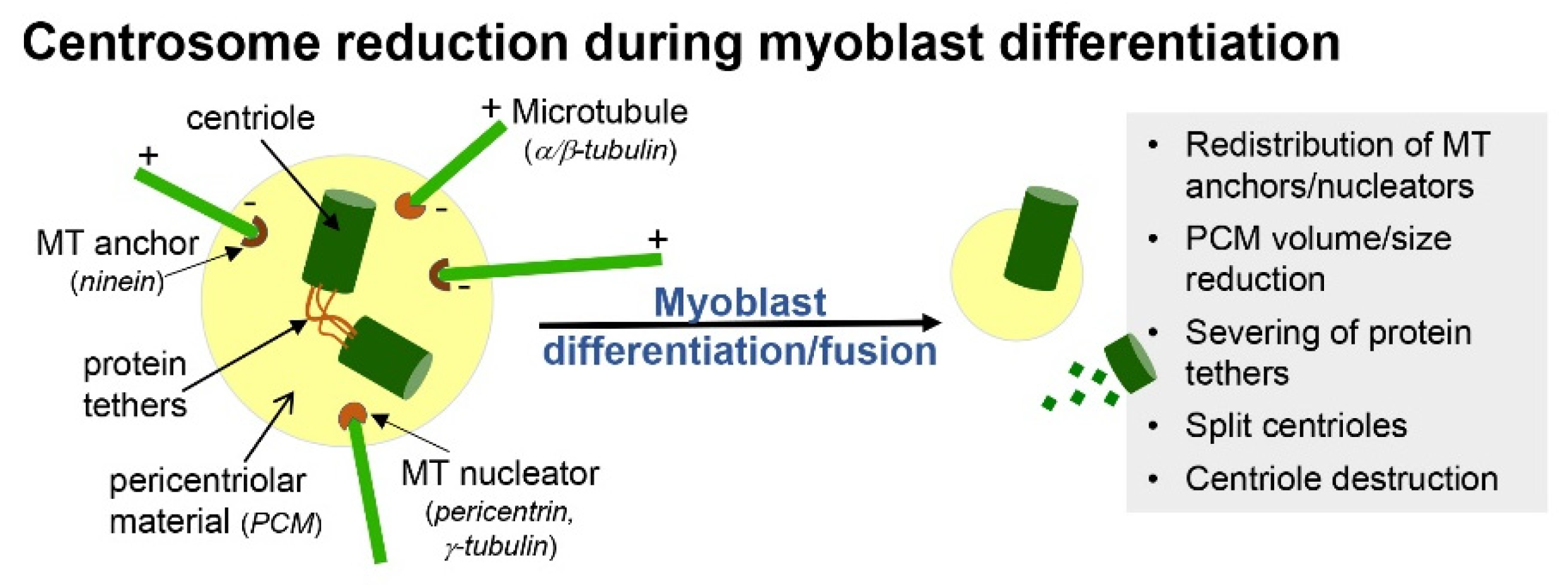 Ijms 22 09605 g002 Ijms 22 09605 g002