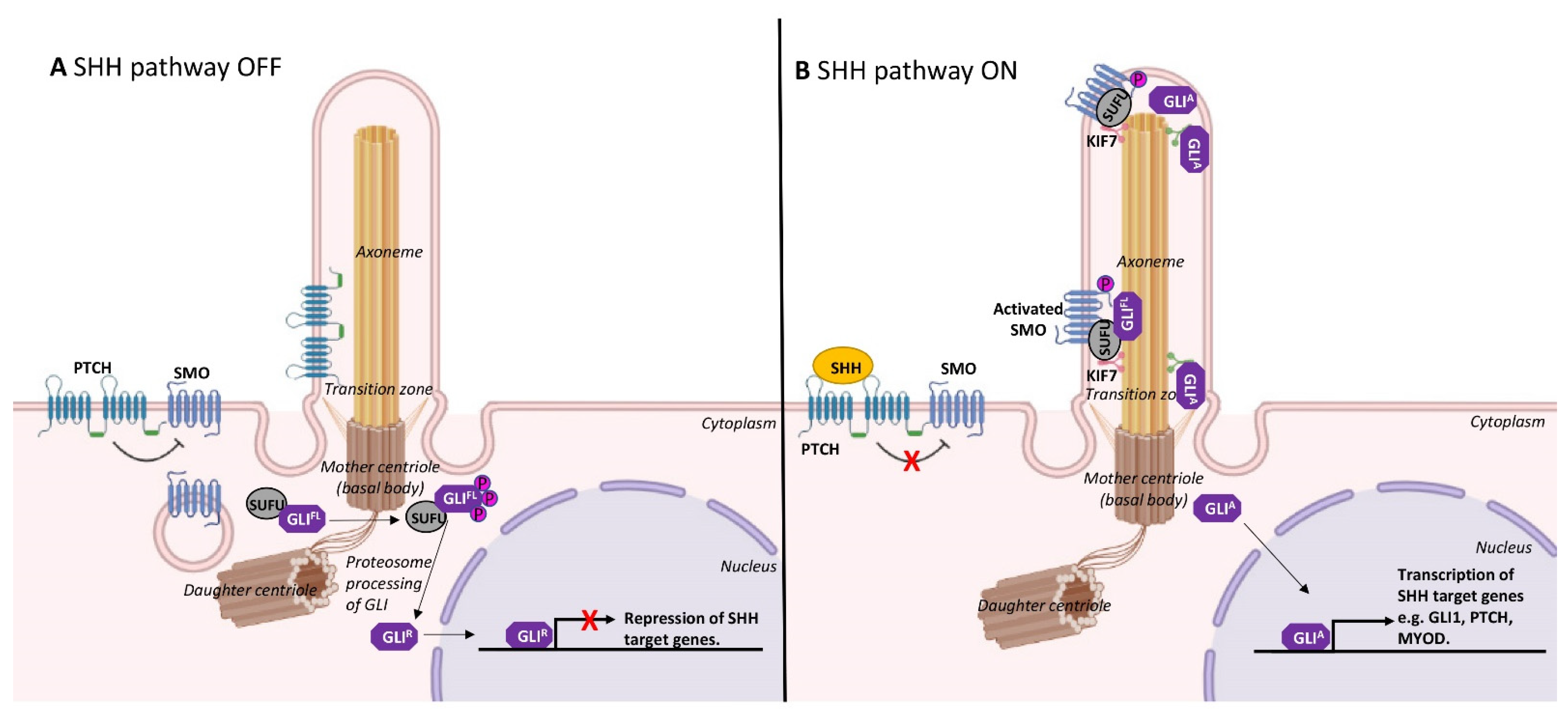 Ijms 22 09605 g003 Ijms 22 09605 g003