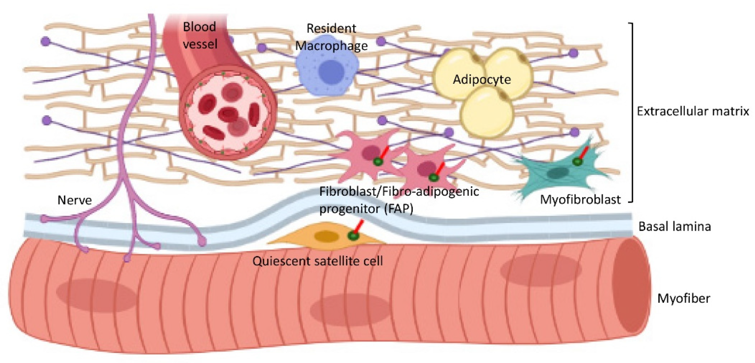 Ijms 22 09605 g004 Ijms 22 09605 g004