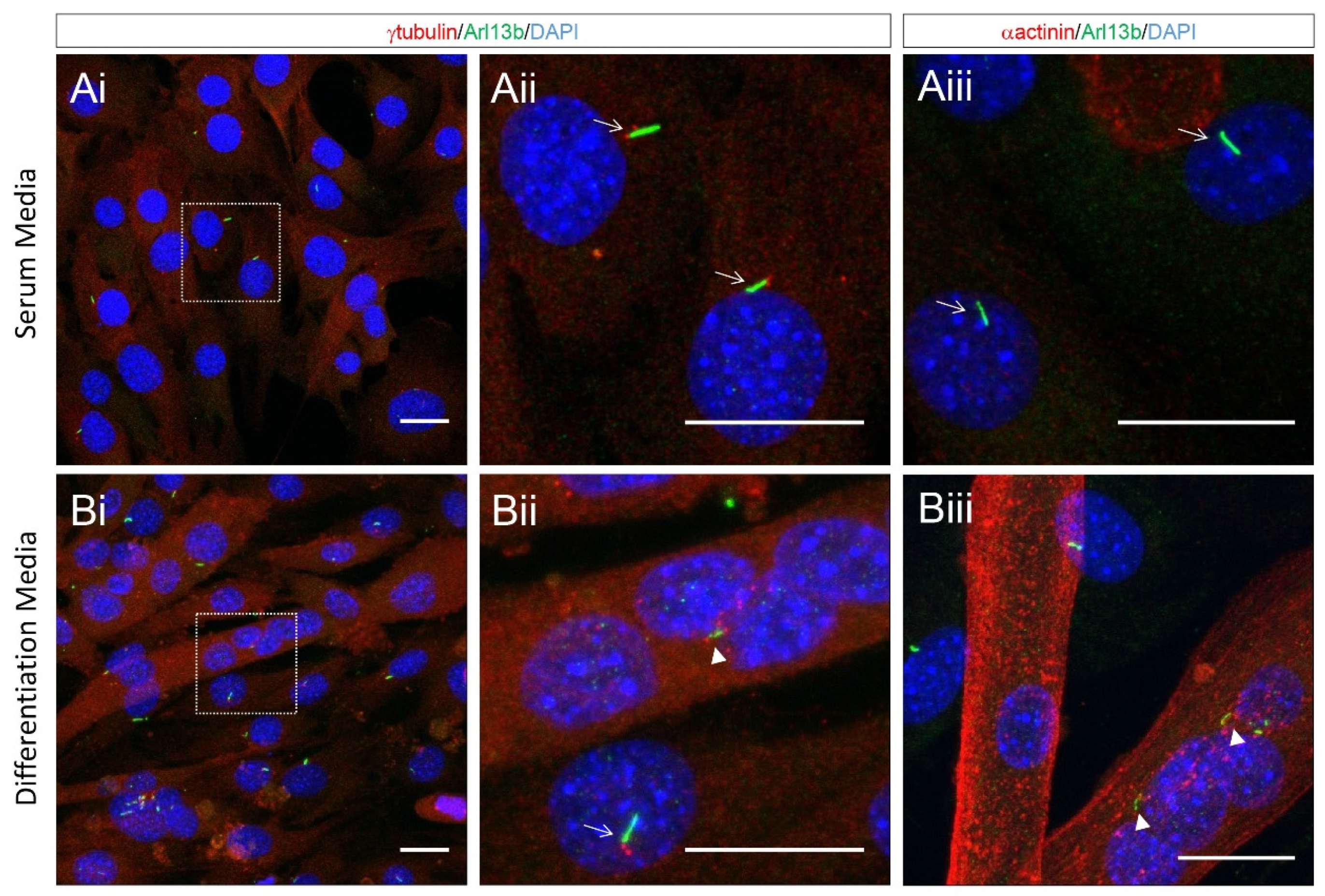 Ijms 22 09605 g005 Ijms 22 09605 g005