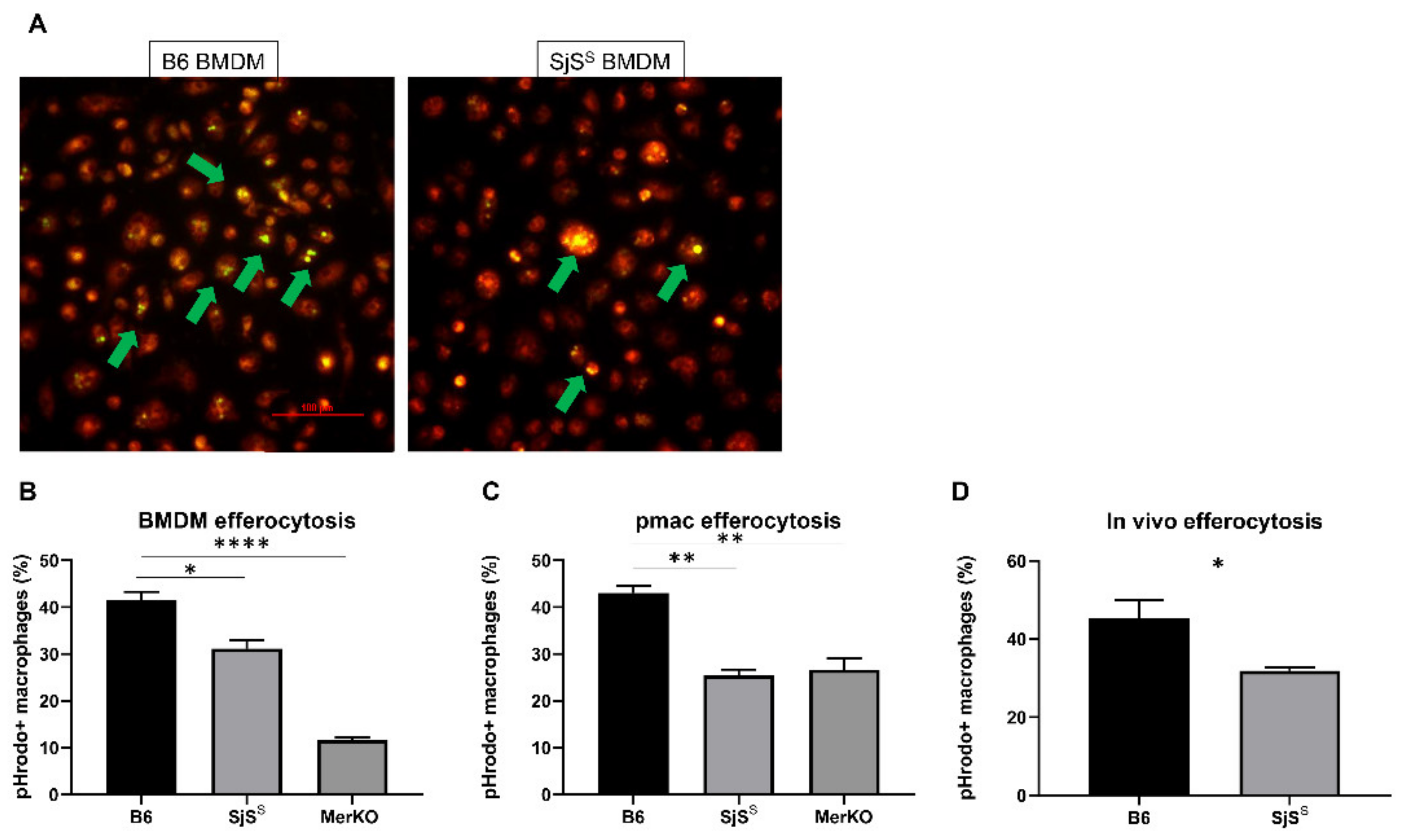 Ijms 22 09711 g003 Ijms 22 09711 g003