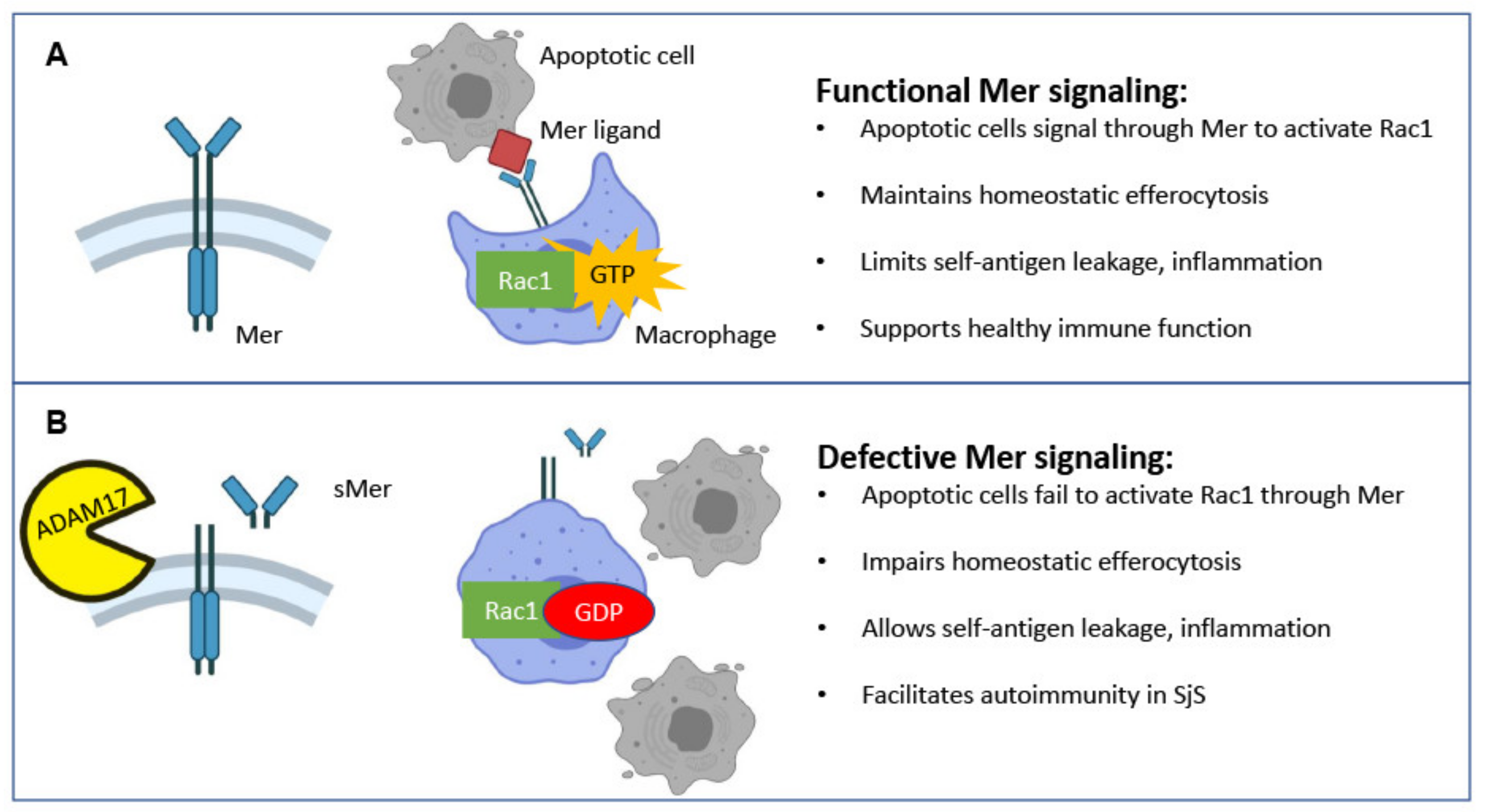 Ijms 22 09711 g006 Ijms 22 09711 g006