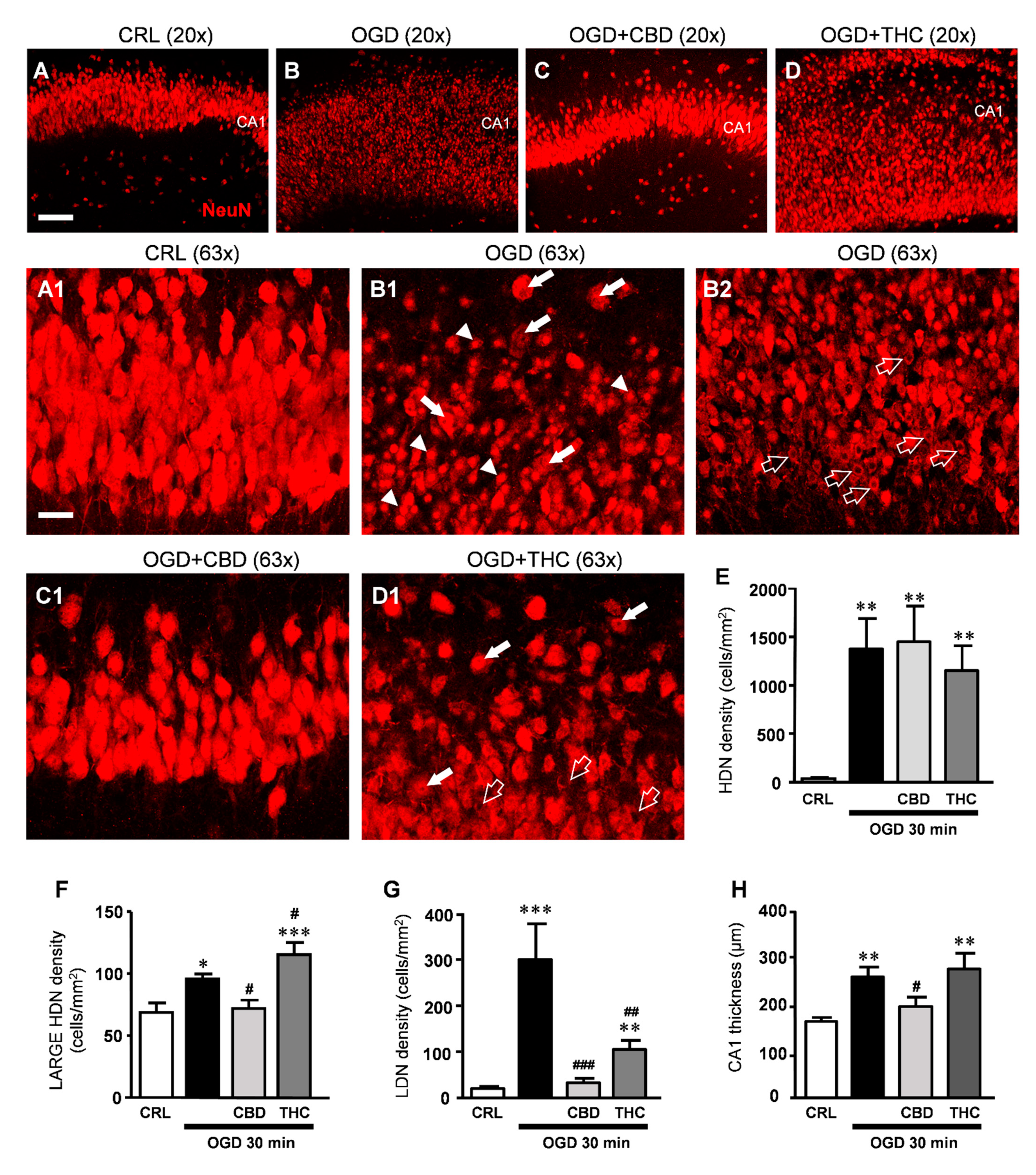 Ijms 22 09773 g005 Ijms 22 09773 g005