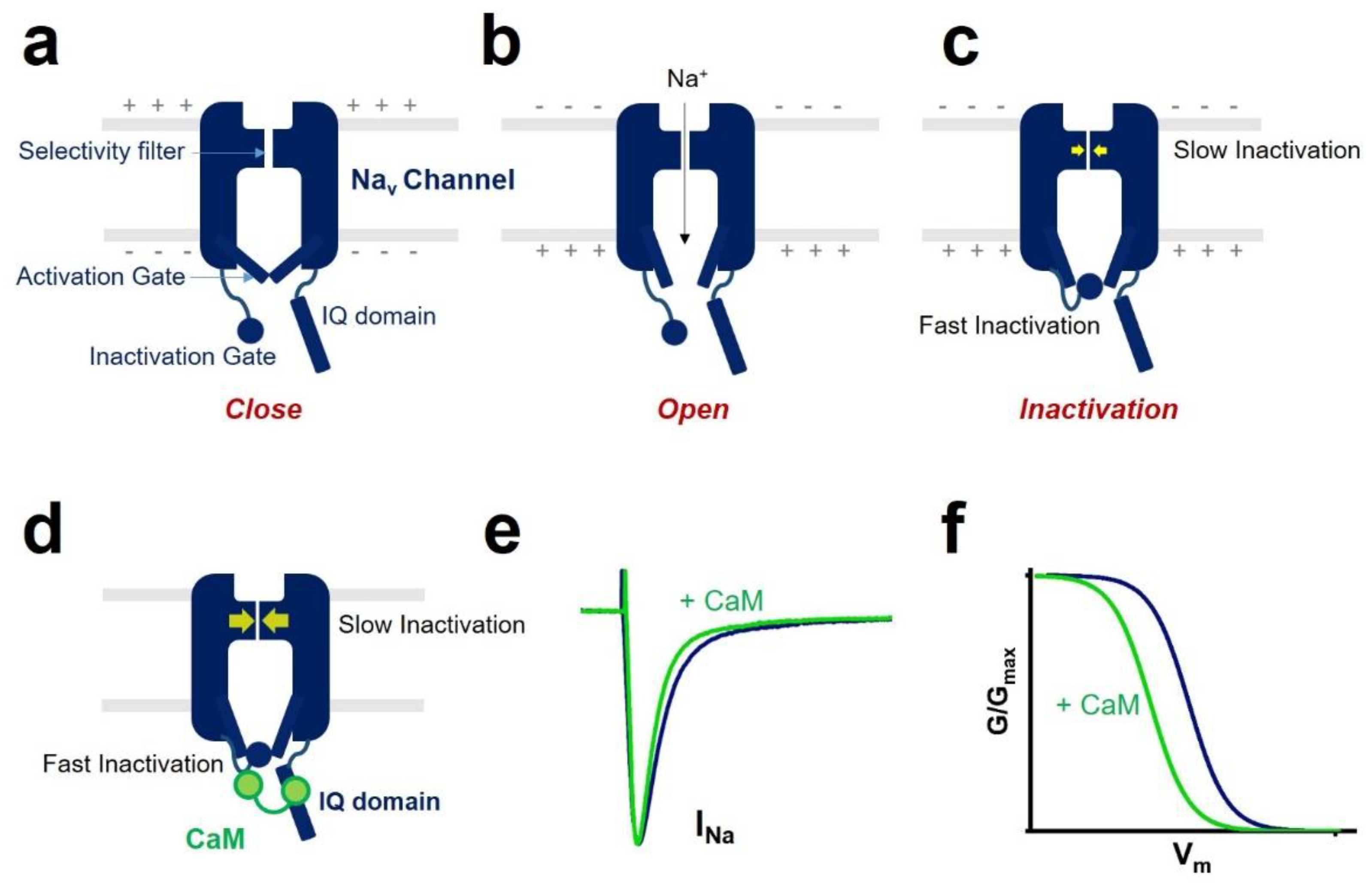 Настройка содиума. Sodium настройка. Sites for sodium channels scheme. Sites for sodium channels. All pyrethroids and DDT interact with the sodium channel;.