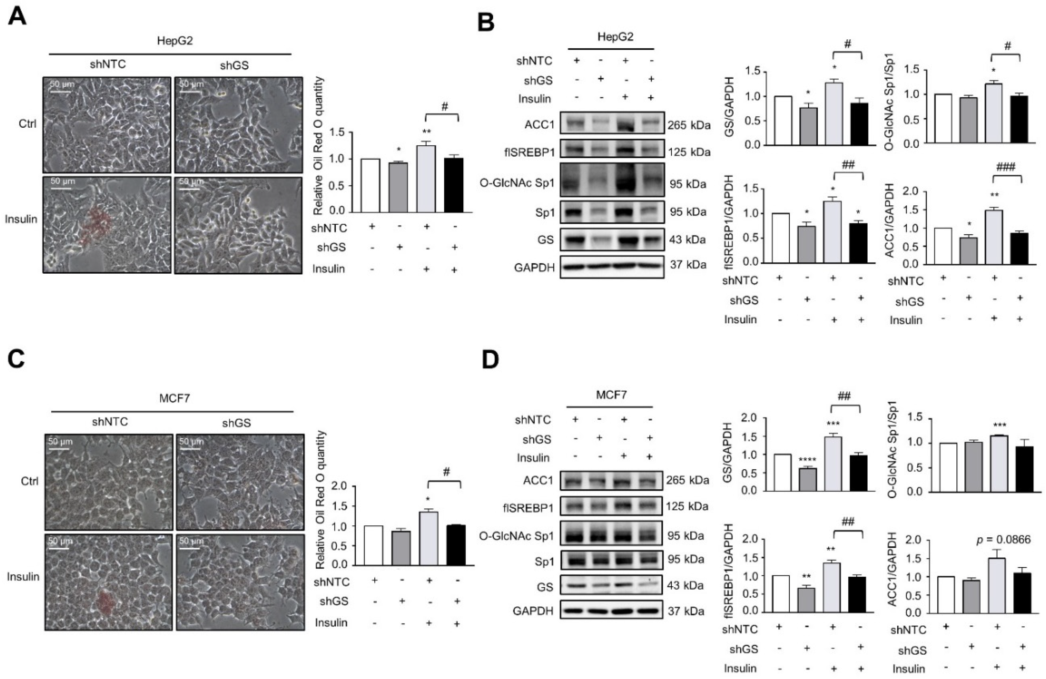 Ijms 22 09814 g003 Ijms 22 09814 g003