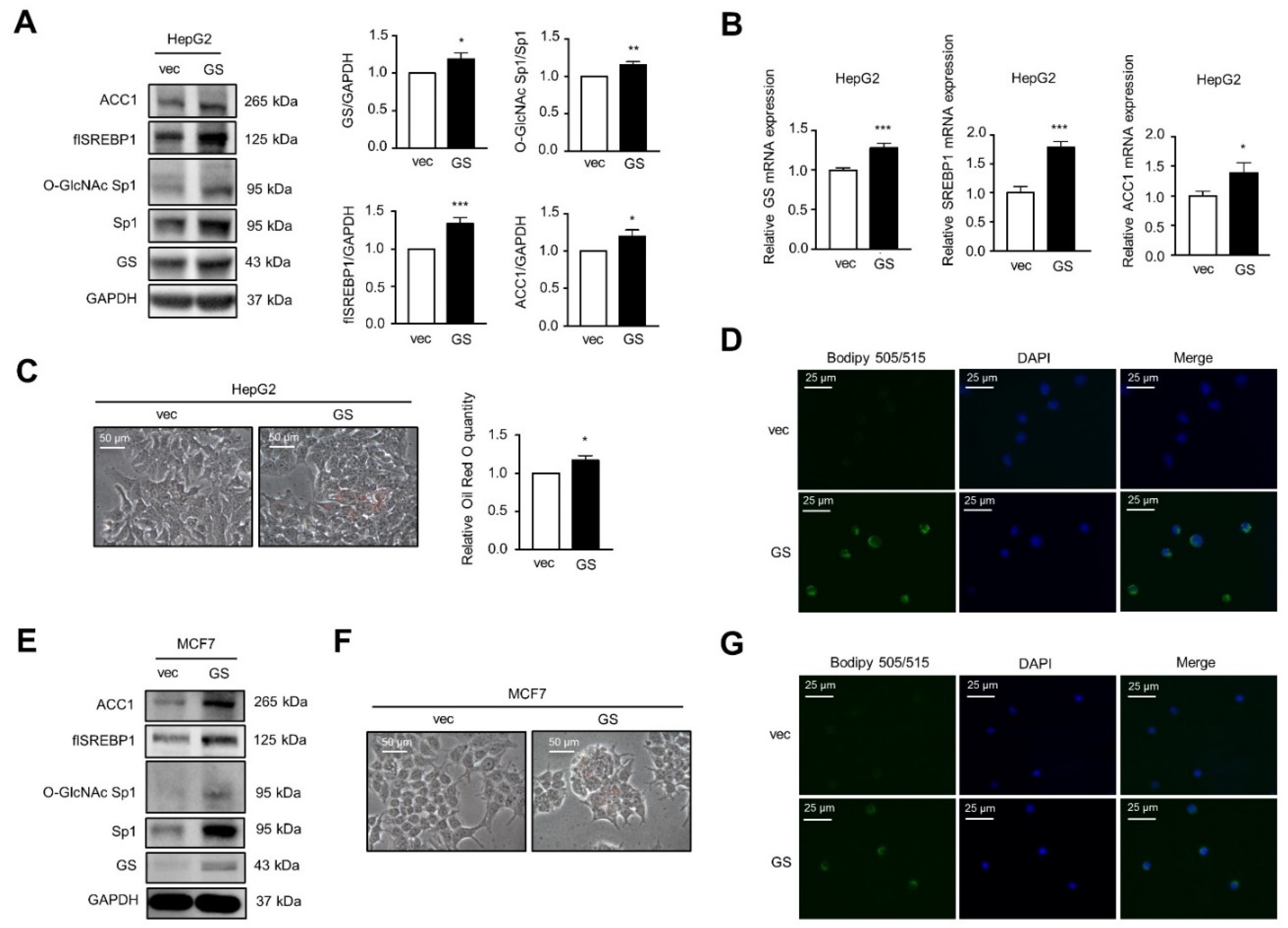 Ijms 22 09814 g004 Ijms 22 09814 g004